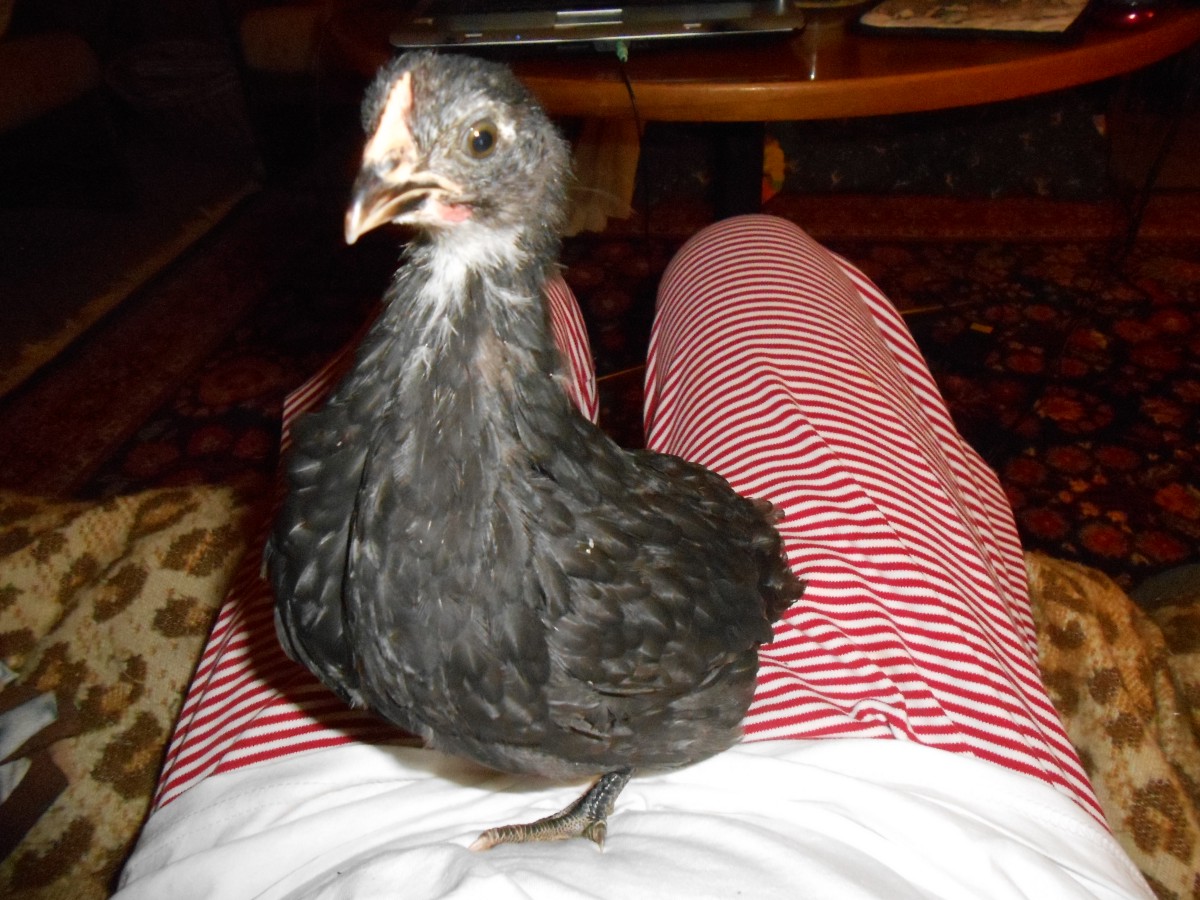 Violetta at 1 month.