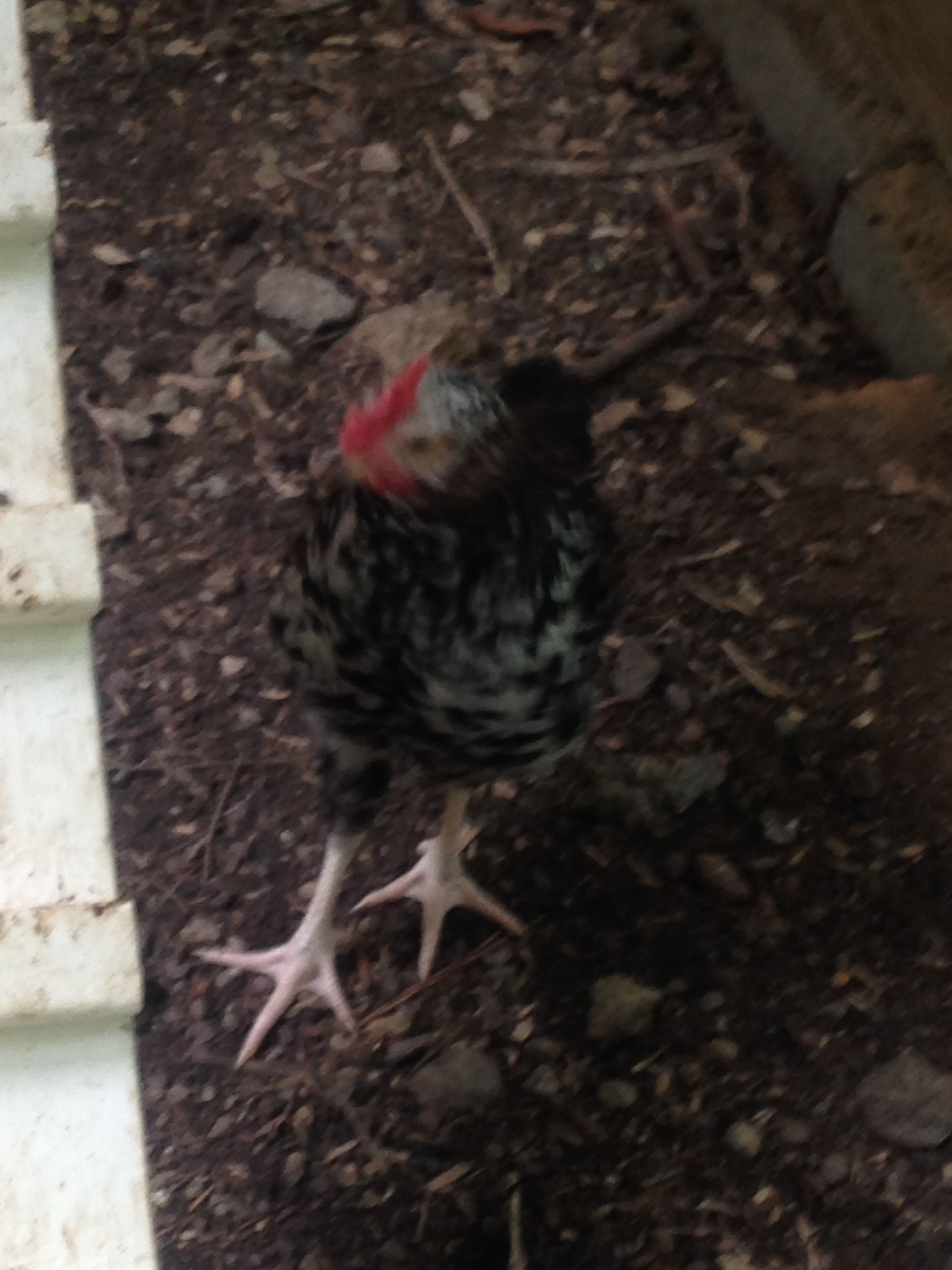 Virginia, 12 week old speckled sussex