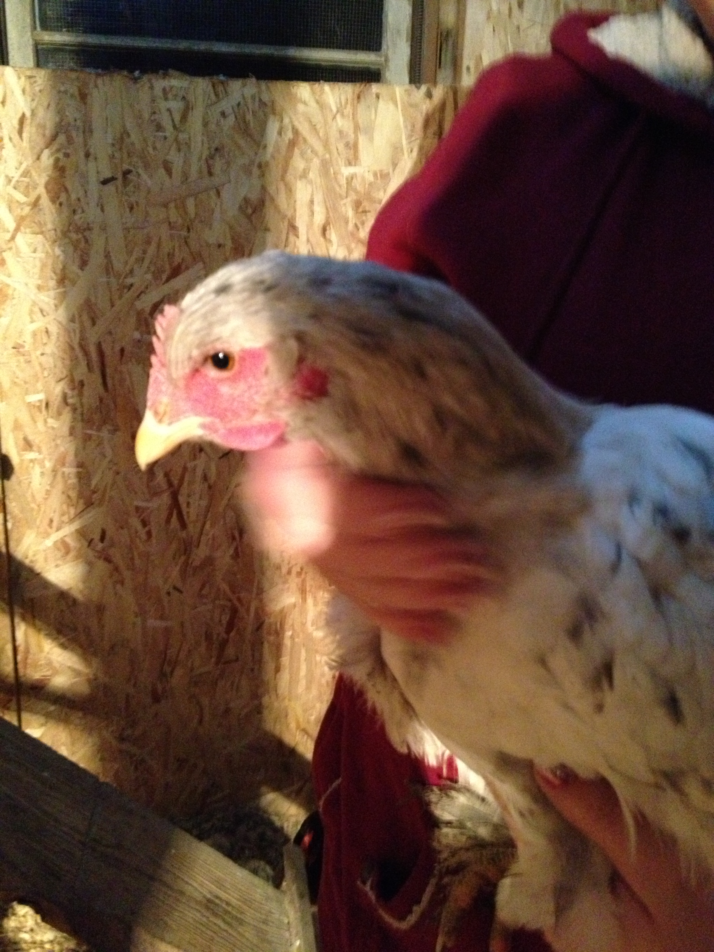 Virginia the splash Cochin