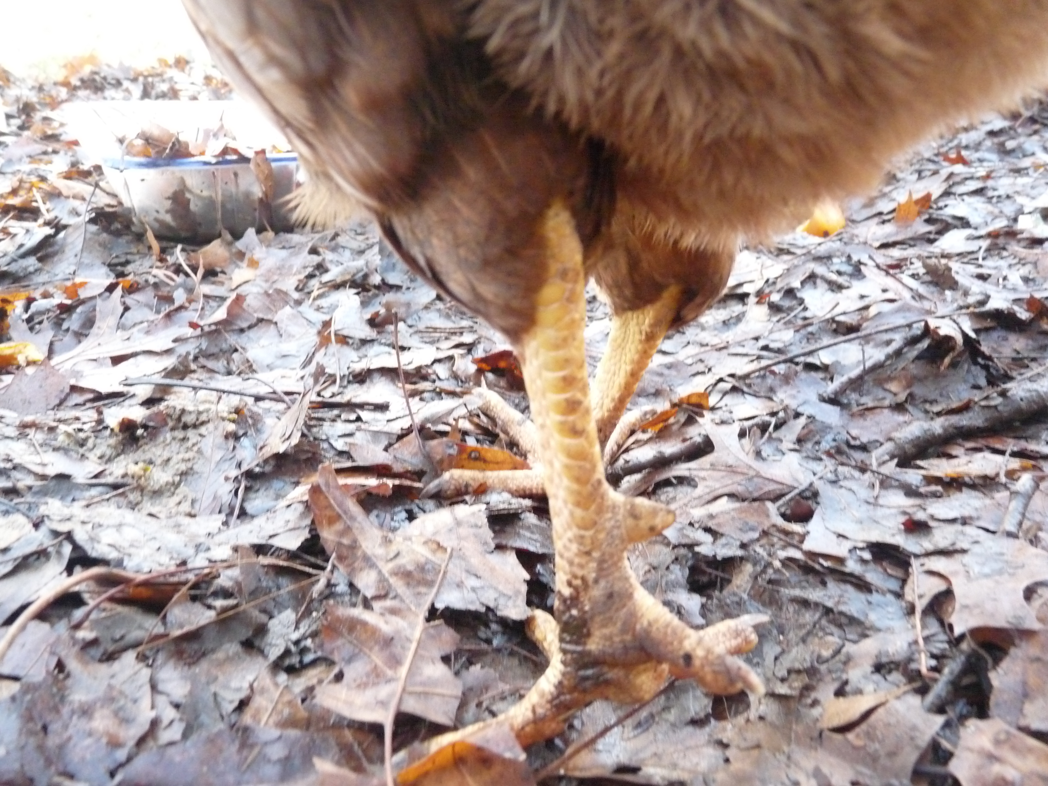 Vi's spurs