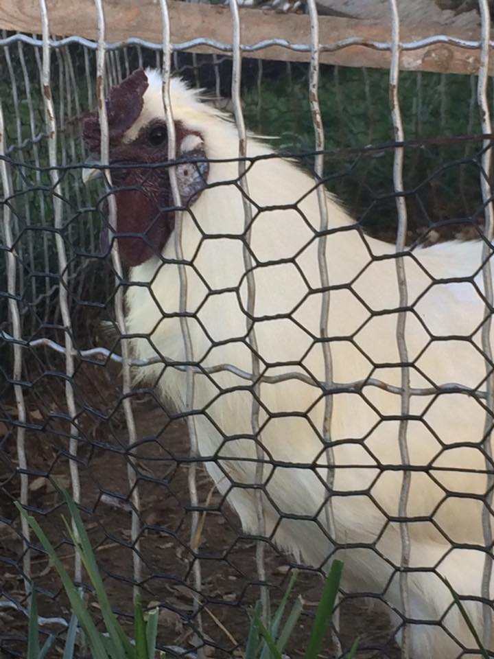 Viserys, the beggar king.