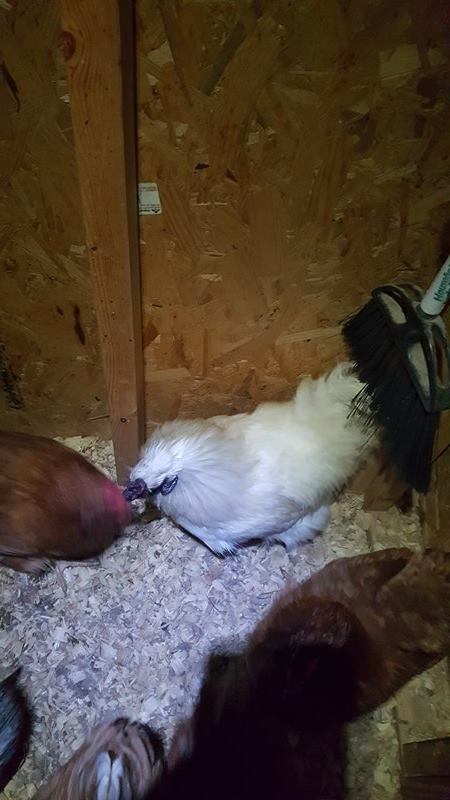 Viserys walking among his people.