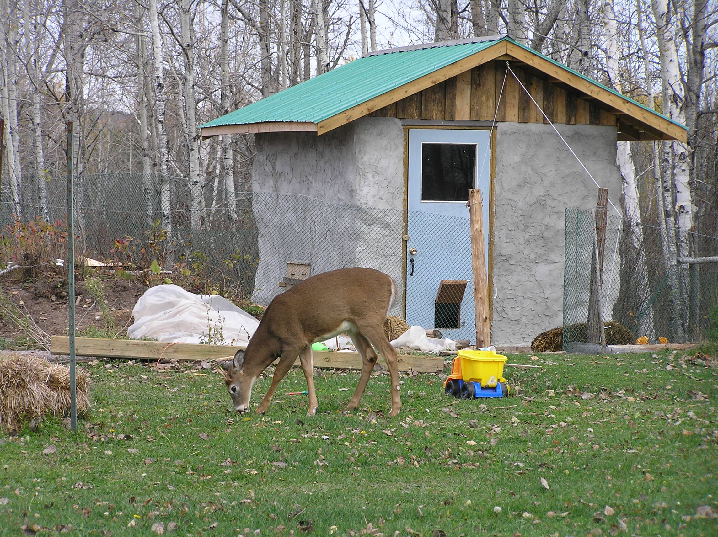 visiting white-tail