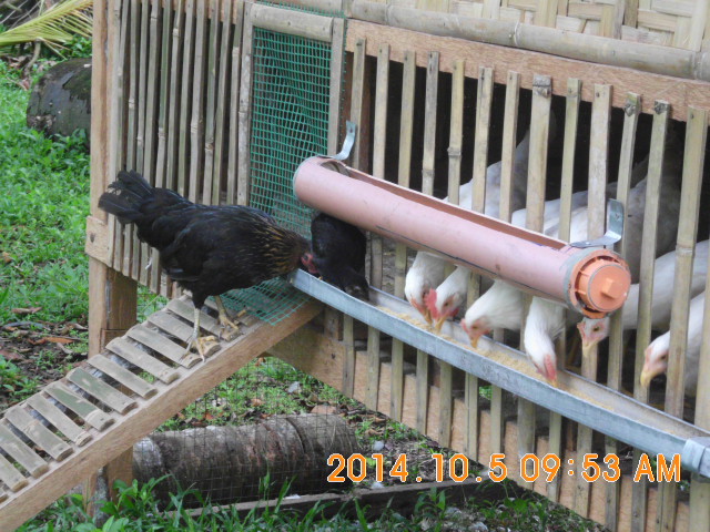 visitor's at feeding time