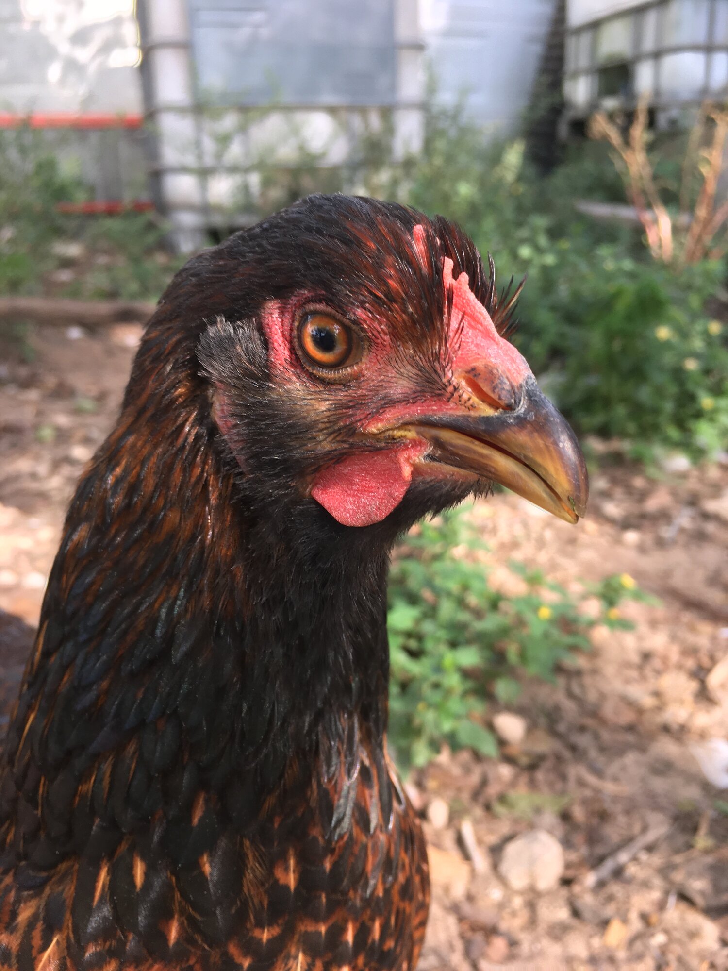 Vivian