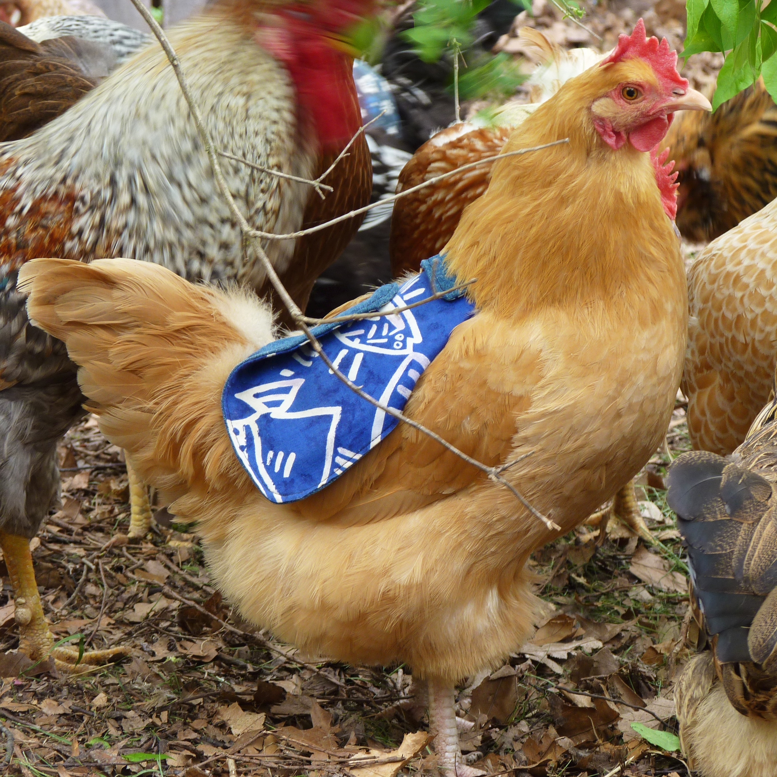 Vlad (the Impaler), Buff Orpington hen, 1 year old.