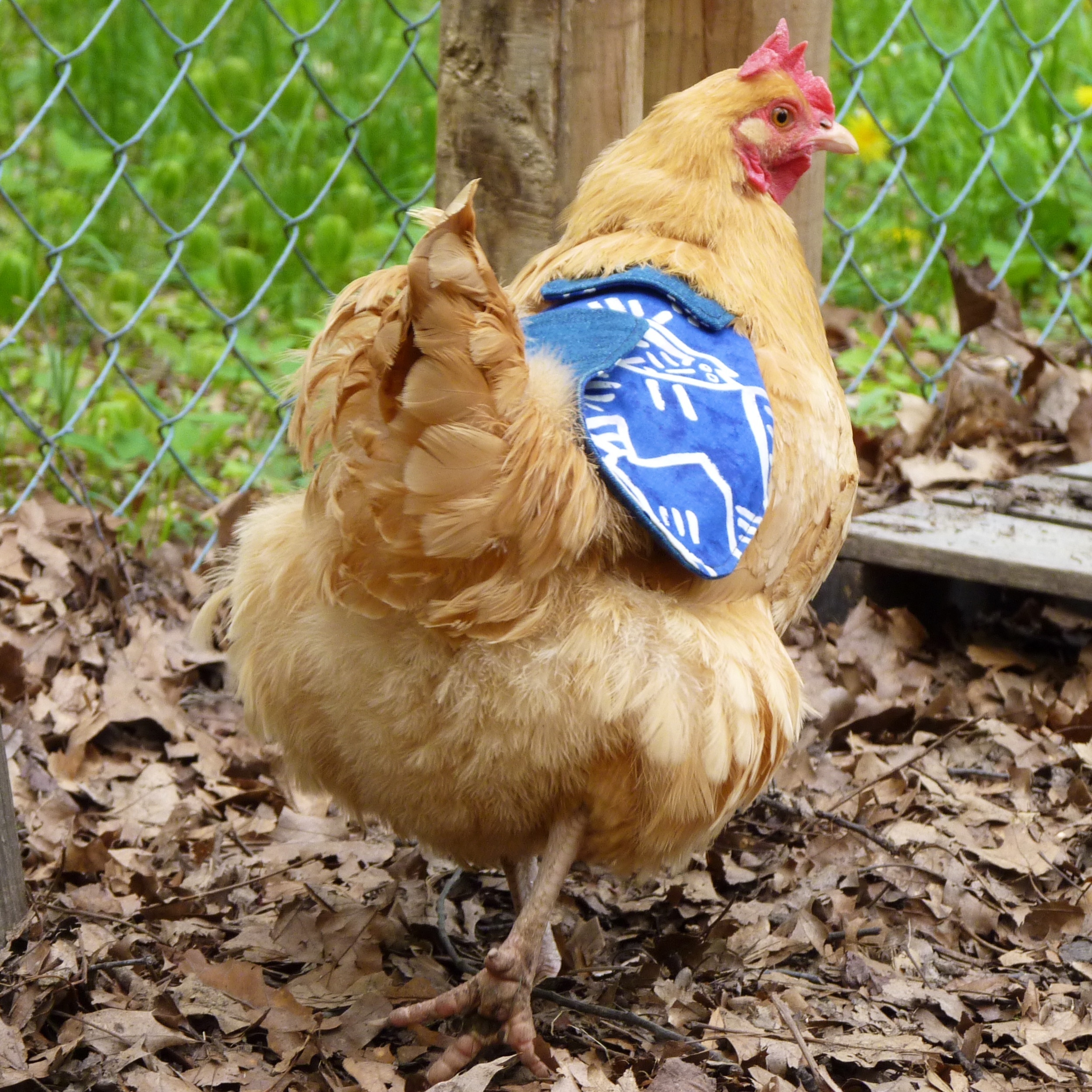 Vlad (the Impaler), Buff Orpington hen, 1 year old.