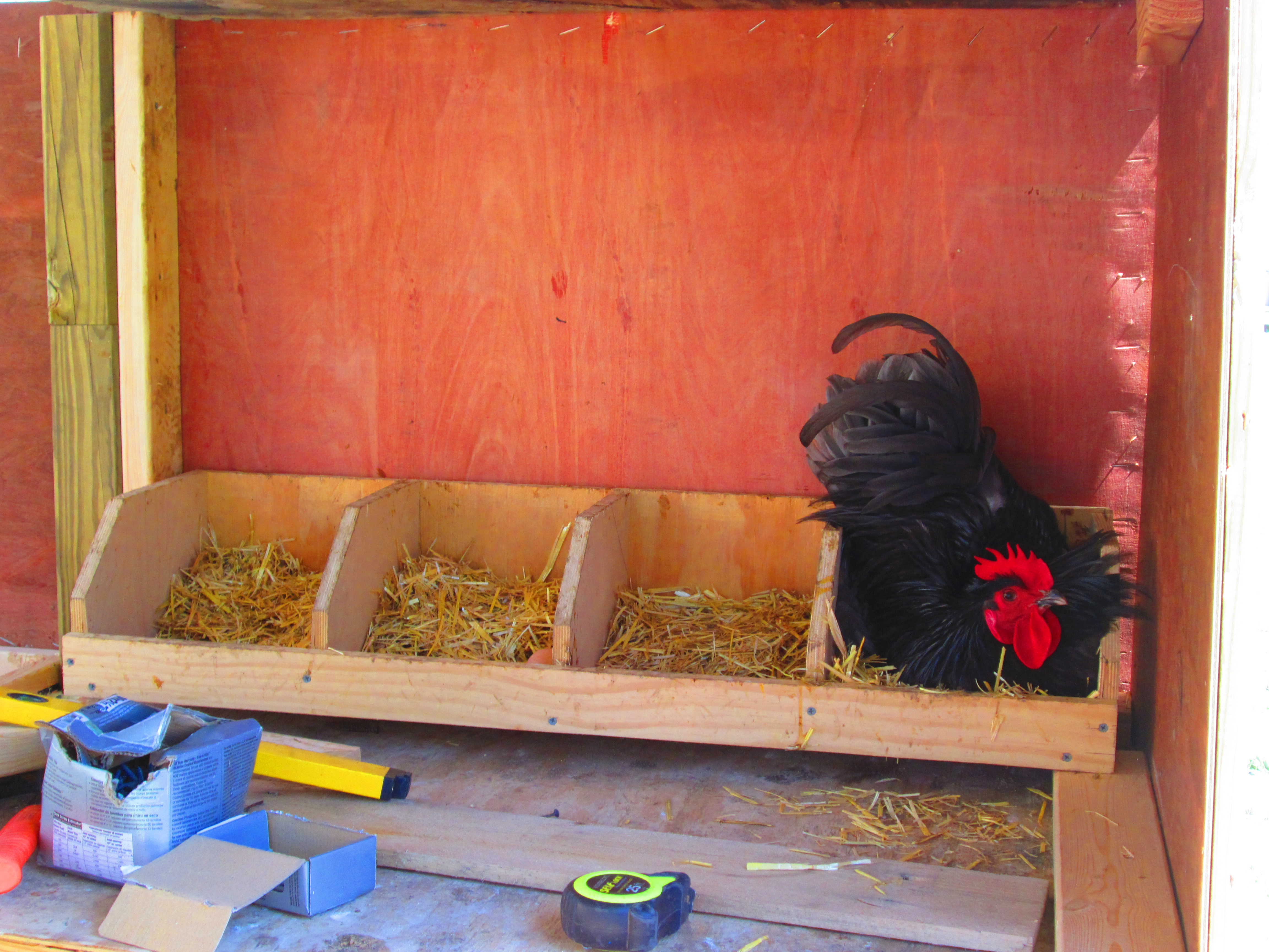 Vladi making sure that the new nest boxes will be suitable for his Hens!