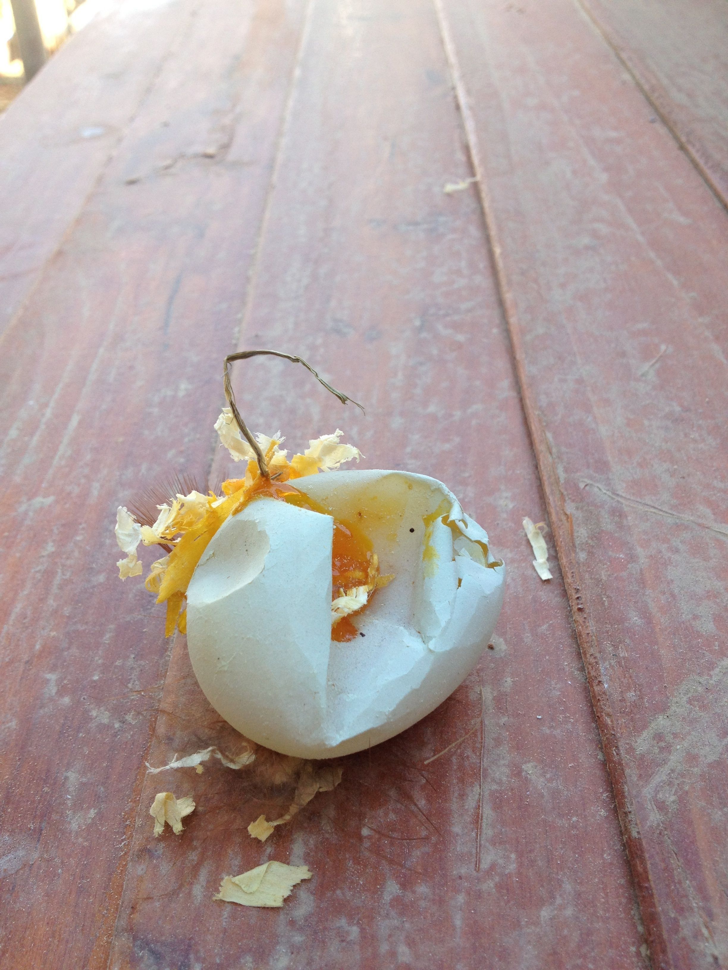 Voney's first egg.  No shell, next one will be good