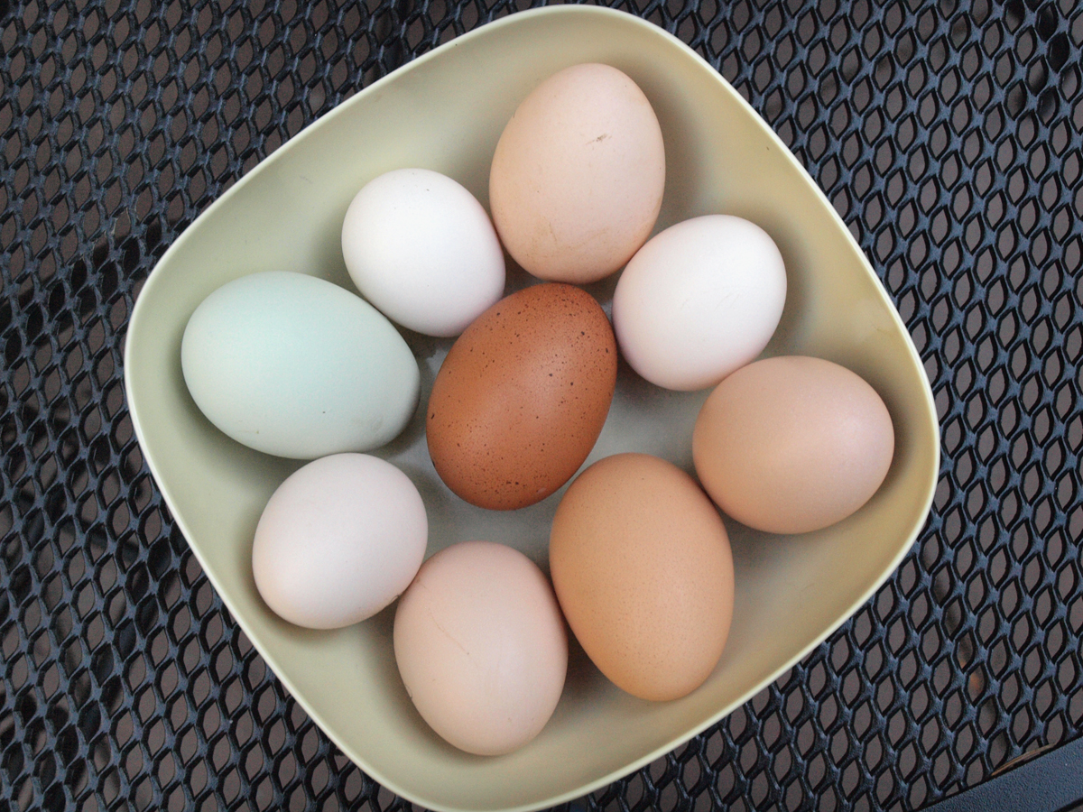 VS089887 Honkers 1st Egg Center ADJ SMALL