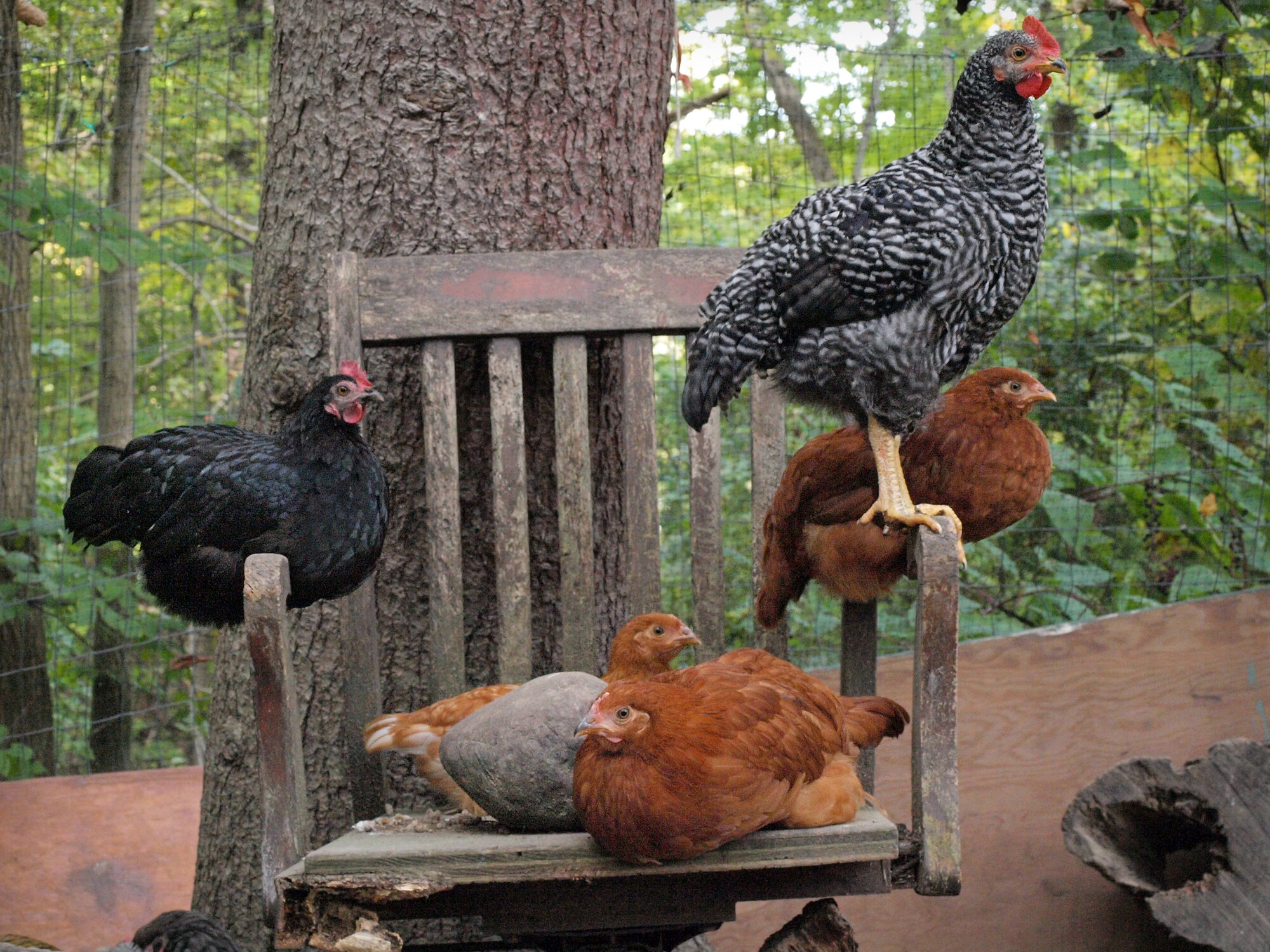VS089982 Chickens On Chair ADJ