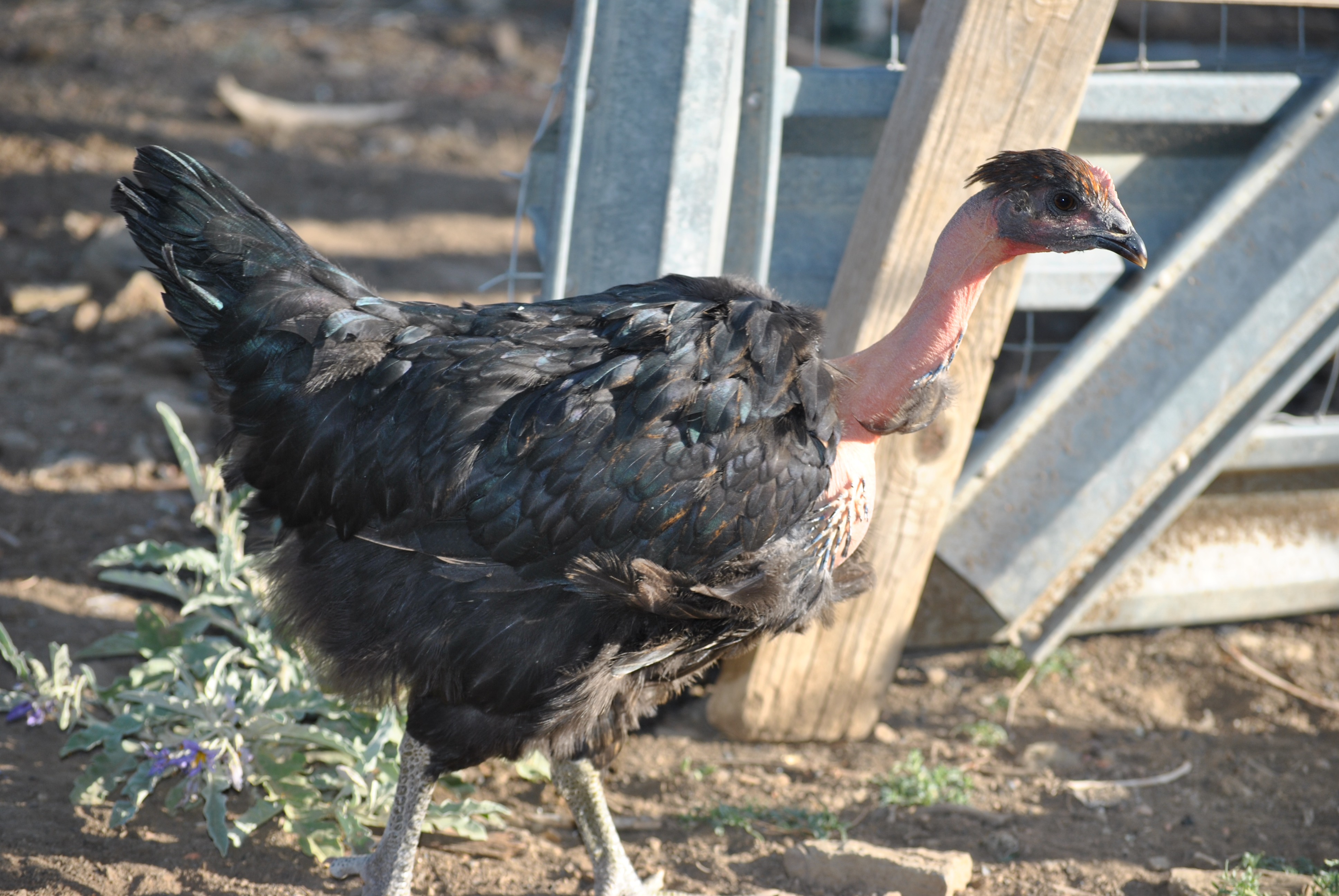 Vulture, my sisters Turken and favorite chicken