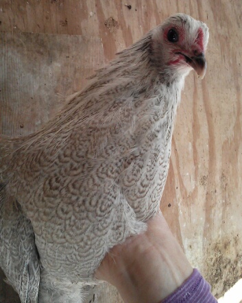 Vyvyane; Shiro x Orchid ??

Silver with dun double lacing
Blue eggs
