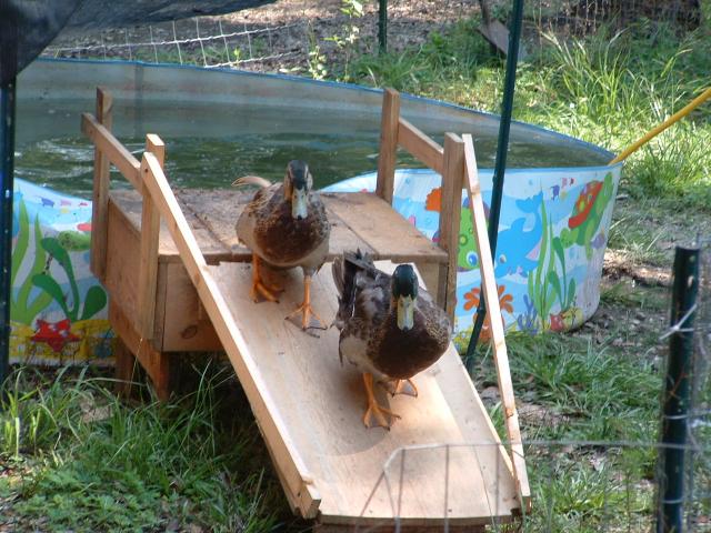 Waddles and Doodles and the duck ramp.