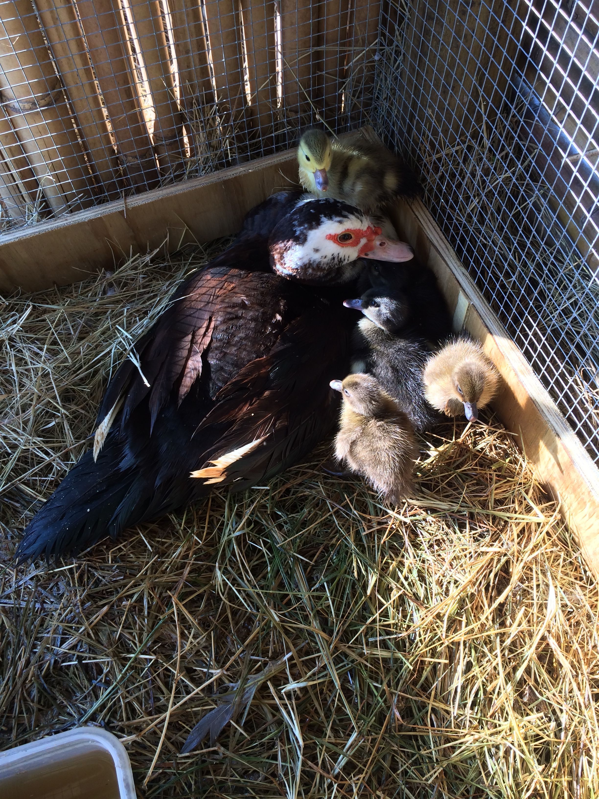 Waddles and her new babies