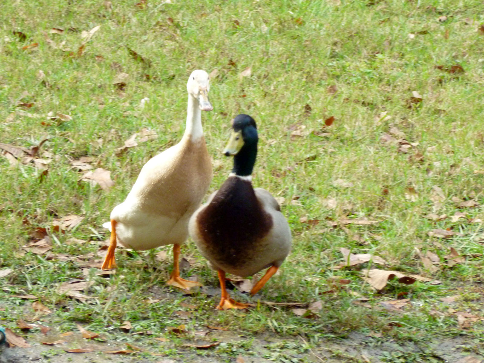 Waddles and Puddles.