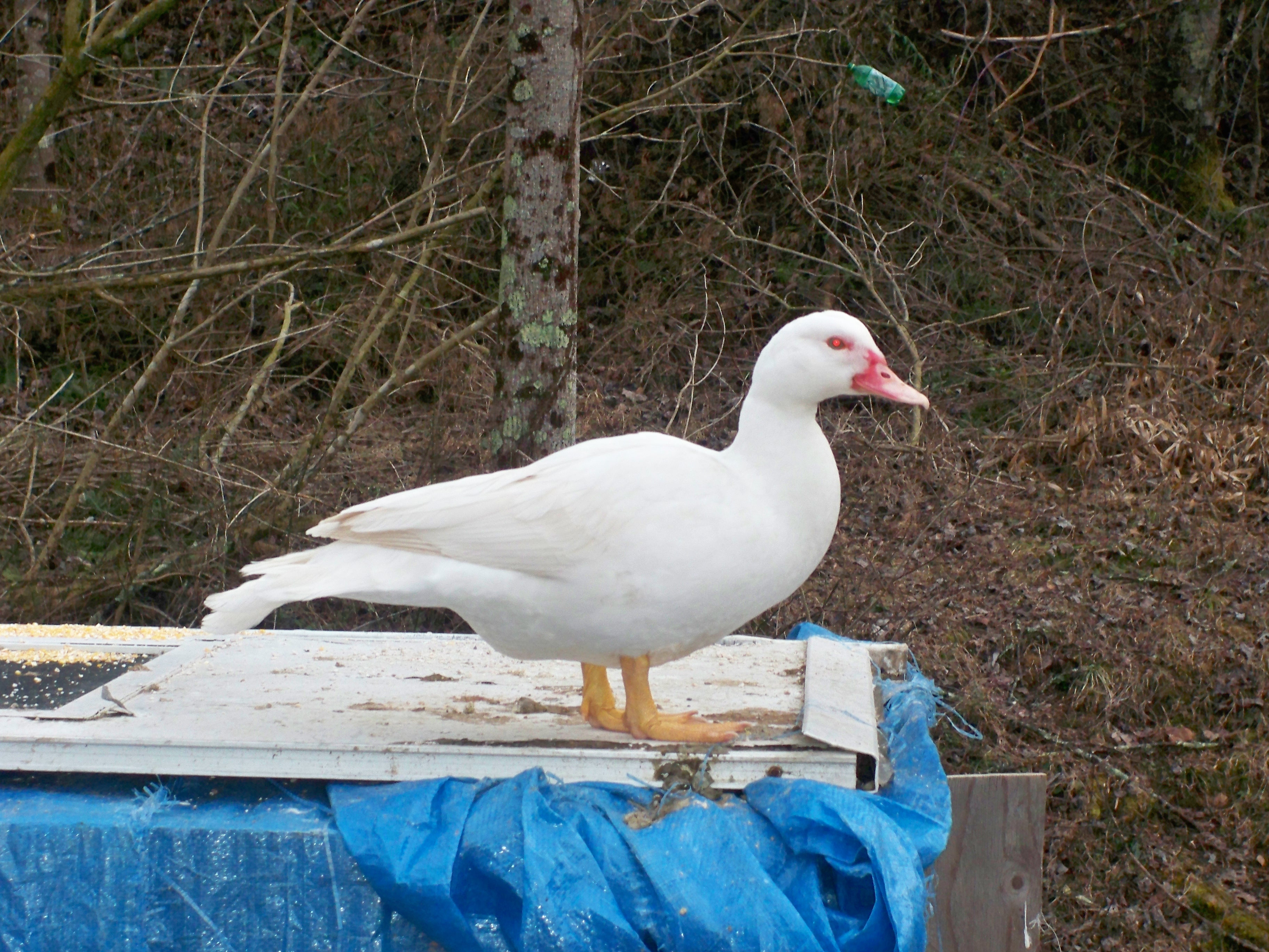 Waddles,  Muscovy