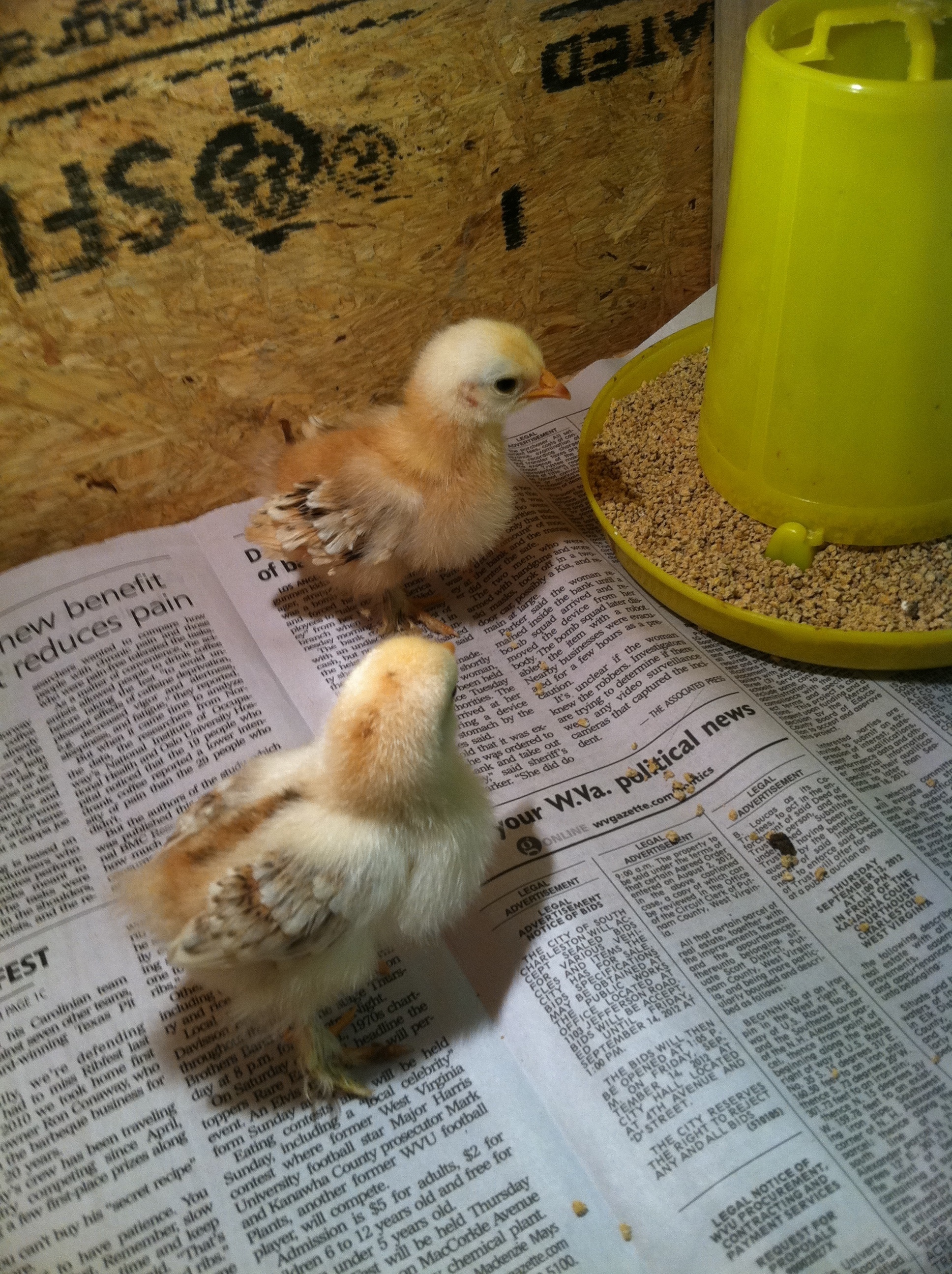 Waddles & Ruffy