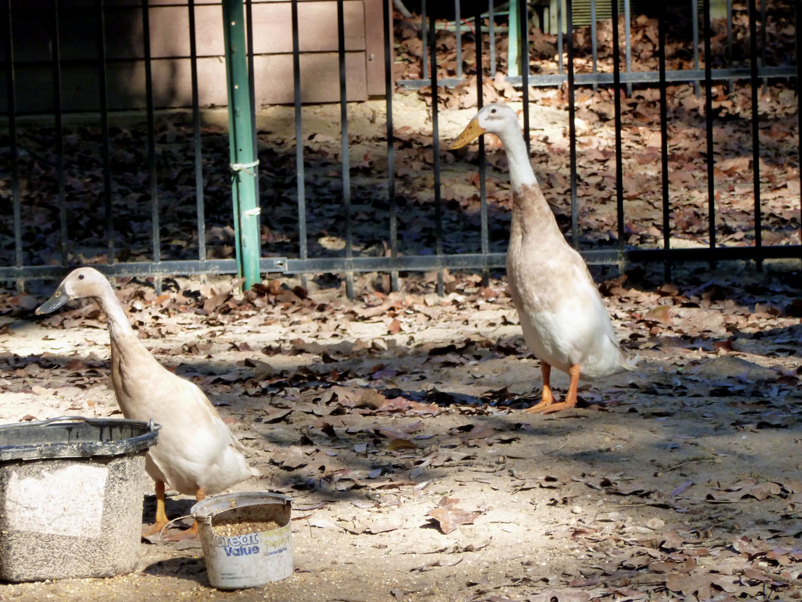 Wadell and Buttercrunch grabbing some refreshments.
