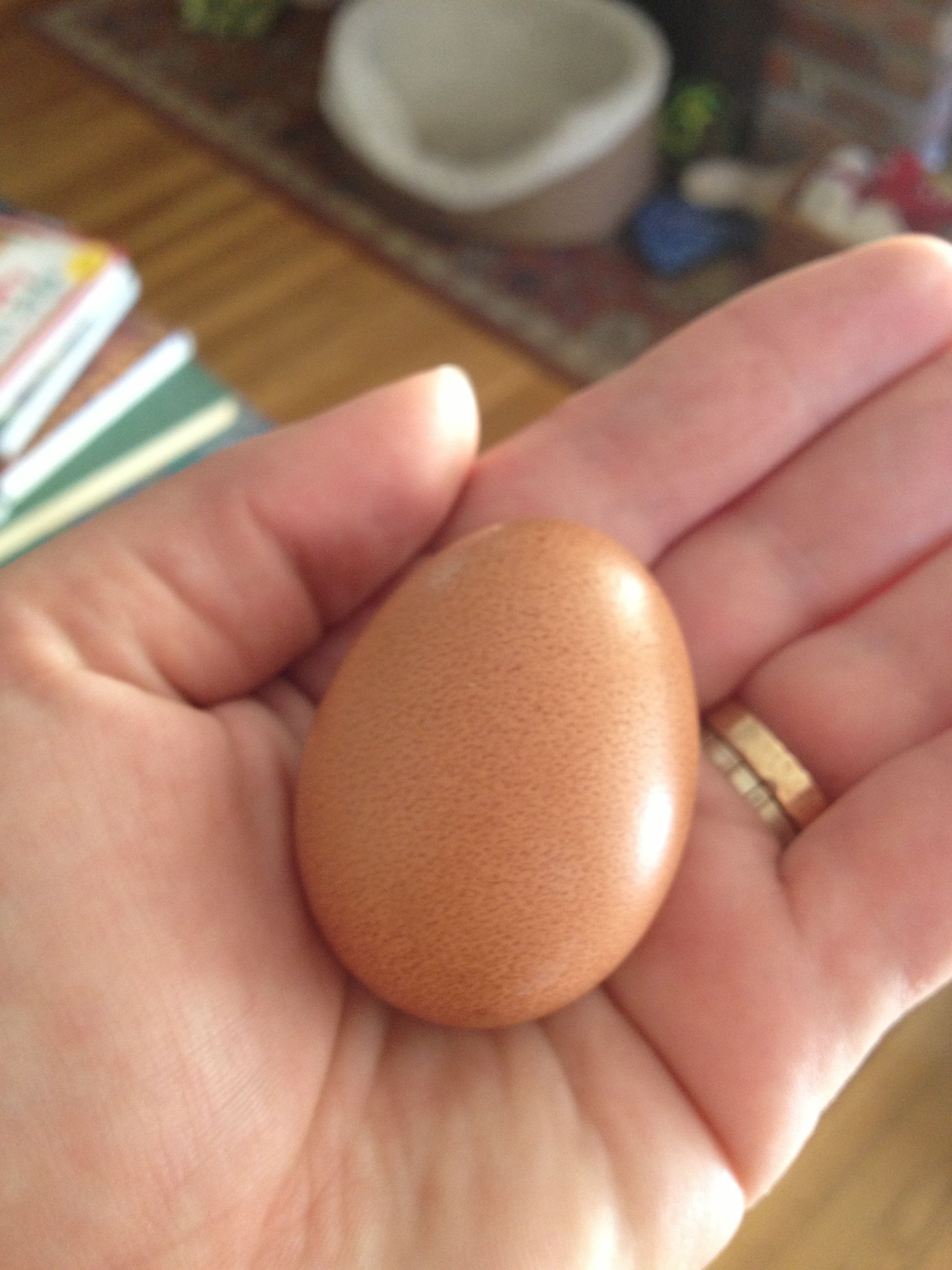 Waffles first egg
