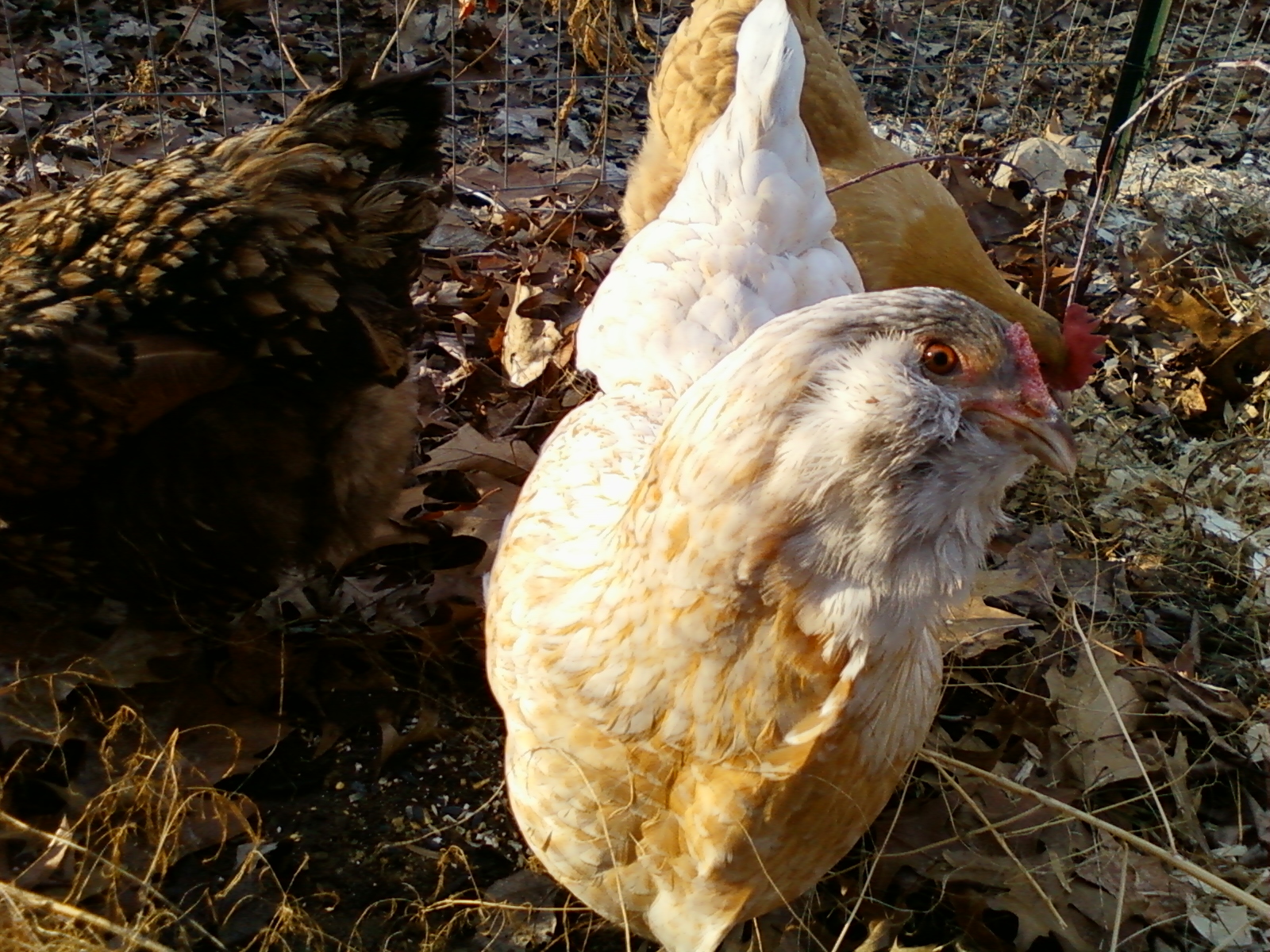 Waffles, our easter egger hen