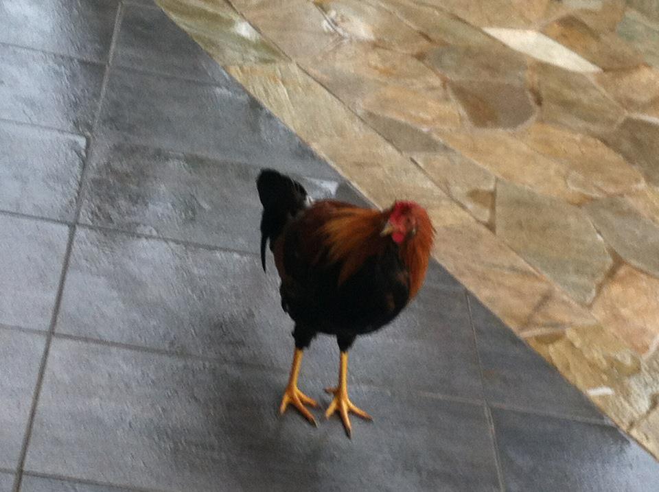 Waikiki chicken