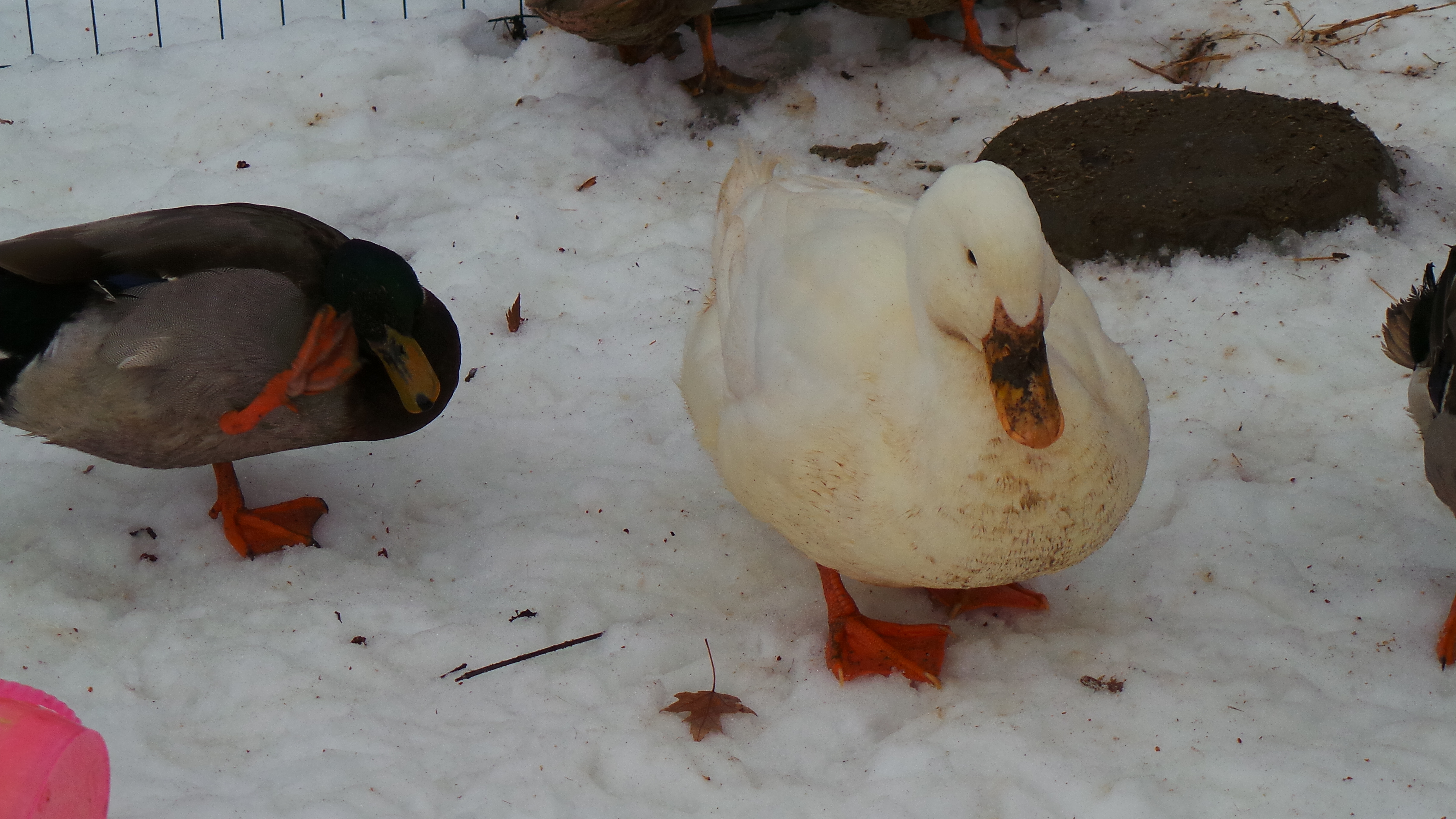 Waitin to take a bath.Snow frozen ground.But they found some
mud.
