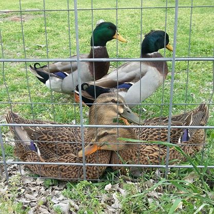 Waiting for me to come into the gate after just getting home.