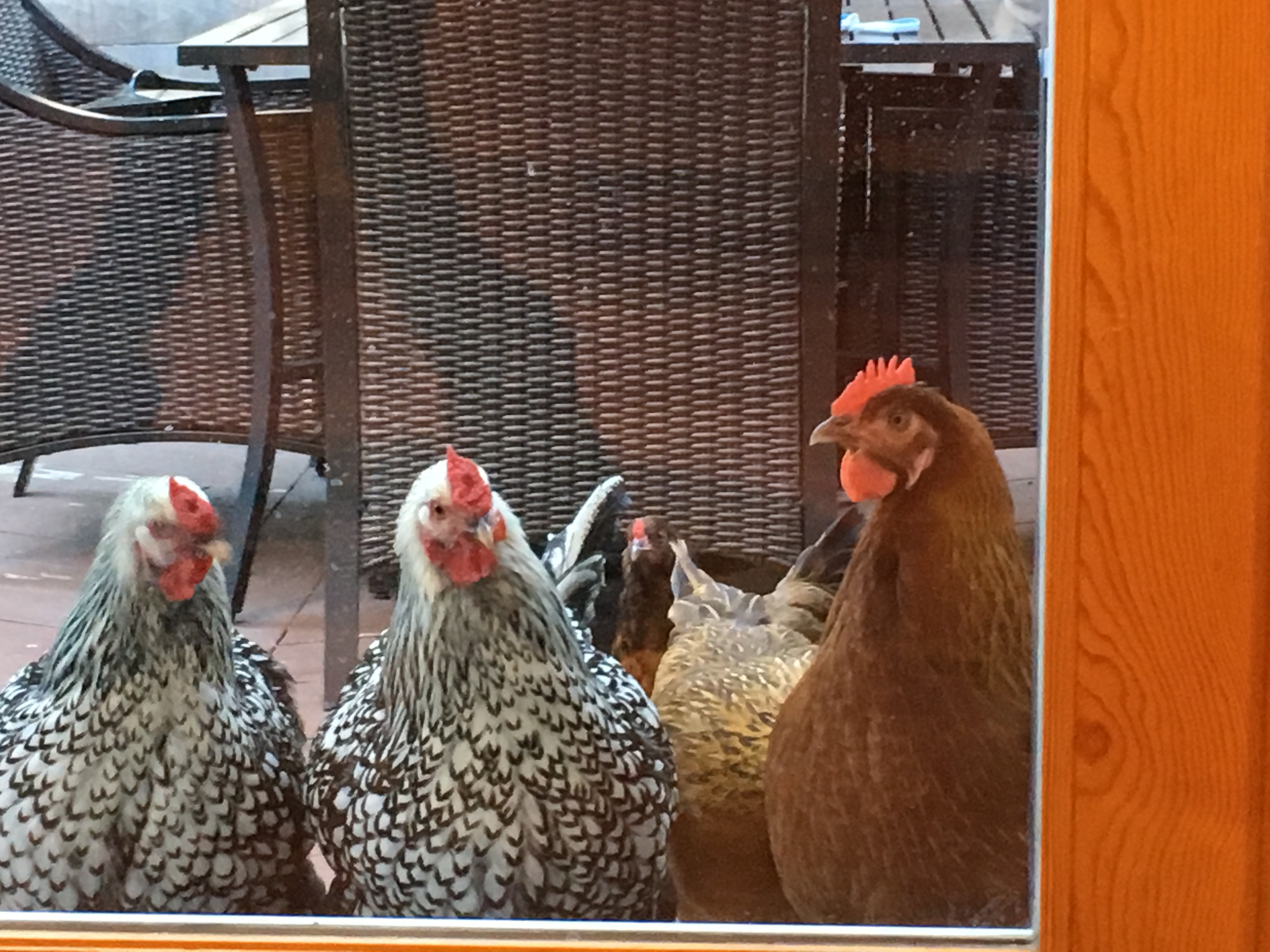 Waiting for Mommy . 2-  silver lace ( Winona and Tanya and Then there is Edna all the way to the right ) not sure what she is