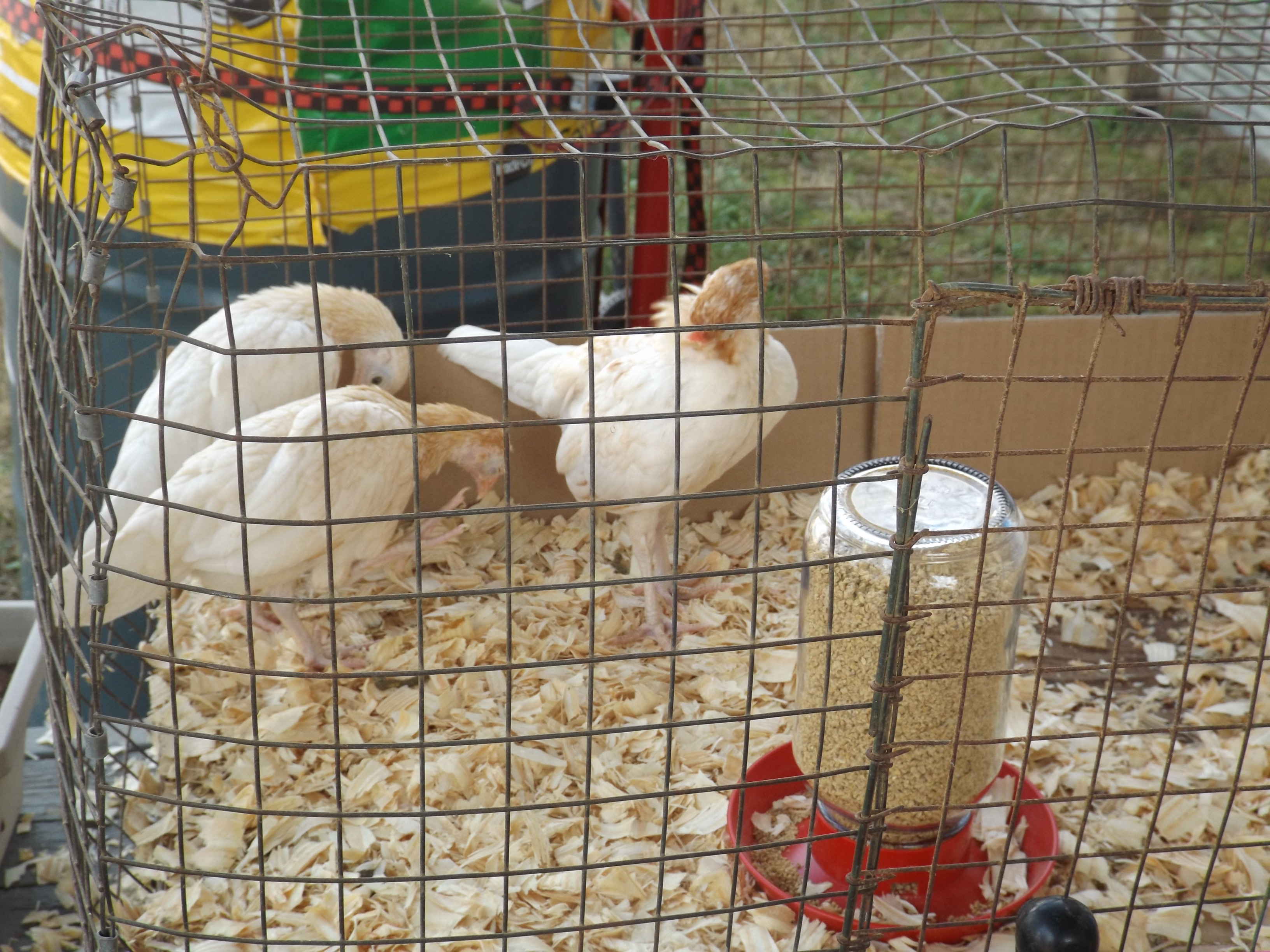 Waiting for the coop to be done so they cam move in to the new home.