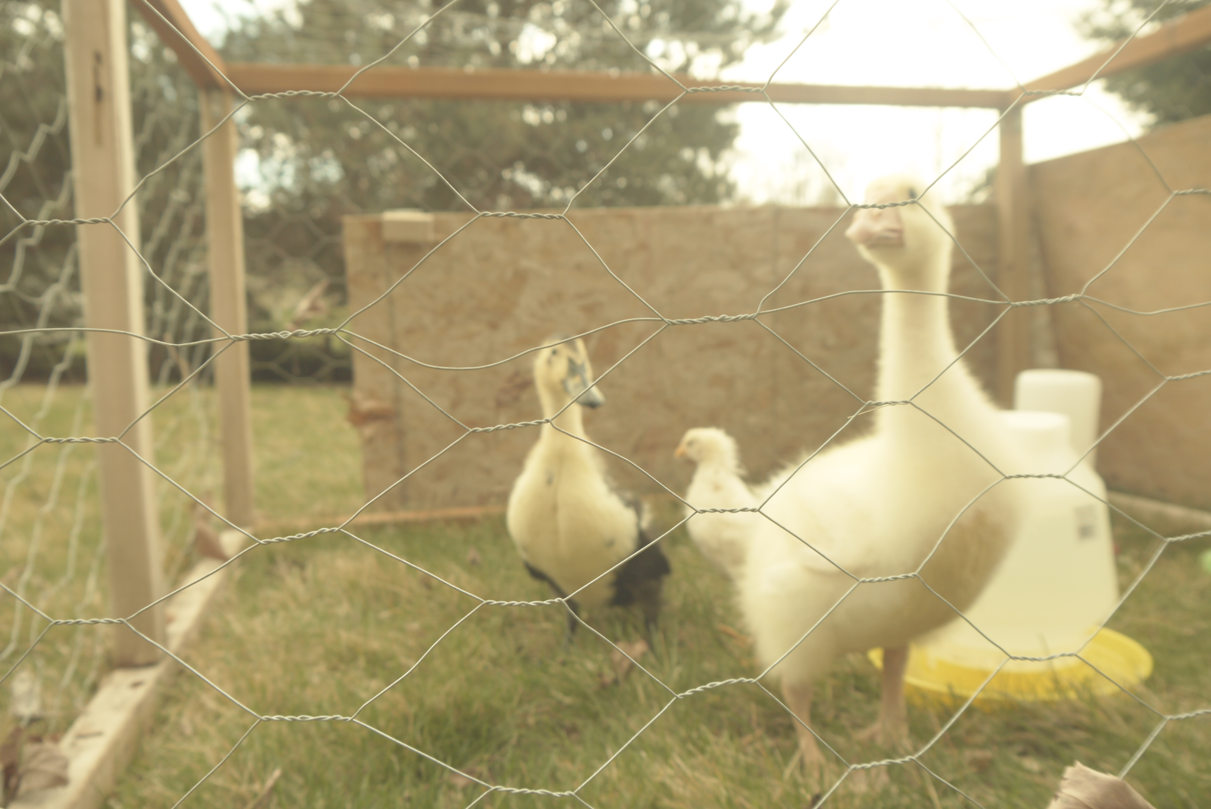 waiting patiently for their new home to be built.