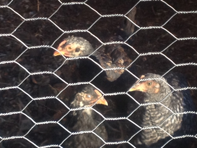 Waiting to be let out.
