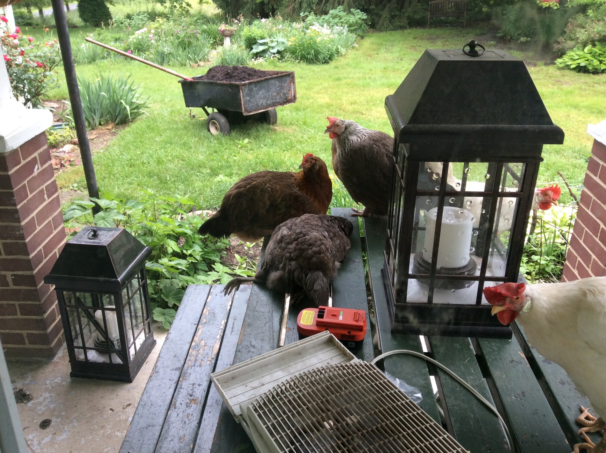 wake for hen killed by fireworks (noise). Thanks to rude neighbor!