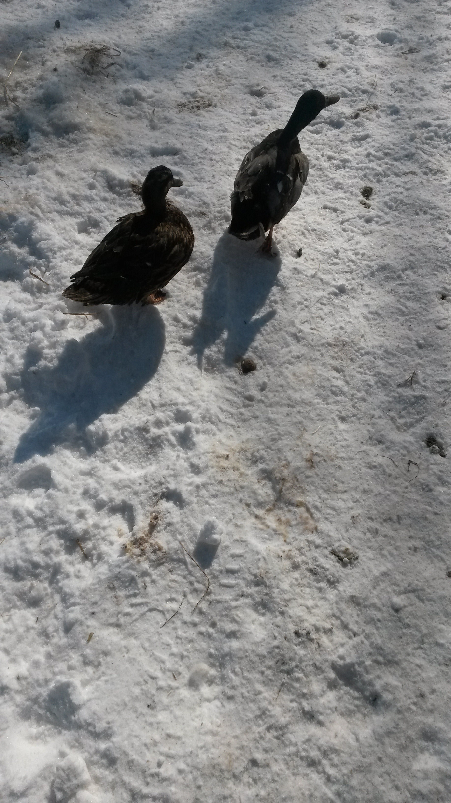 Walkin to the house.To see whats coming for lunch.