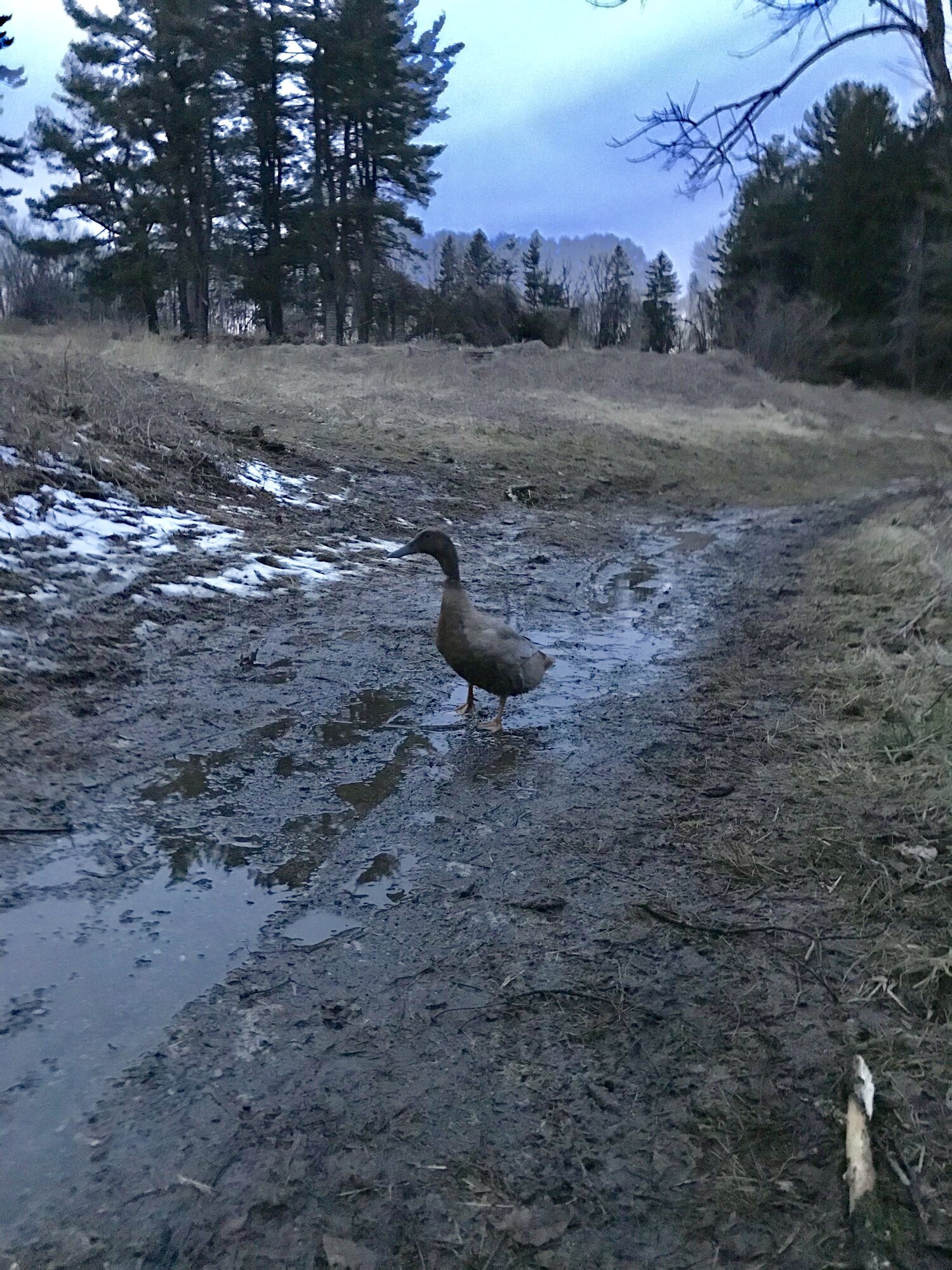 Walks down the trail