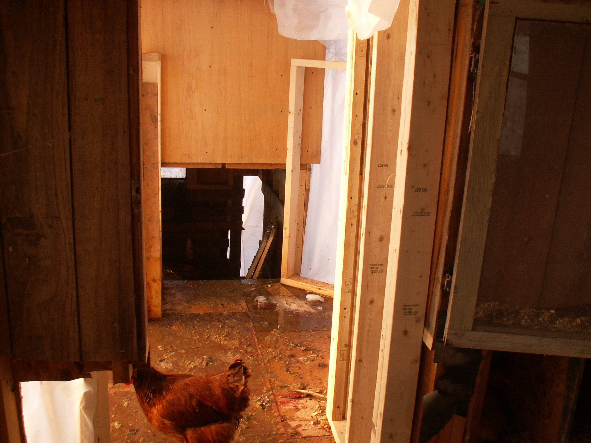 Walkway to new coop