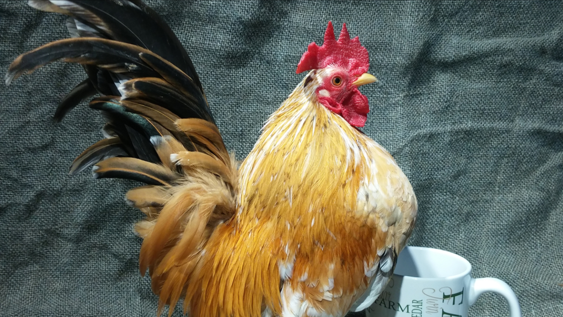 Wanderer, the Rooster and a coffee cup in the background.