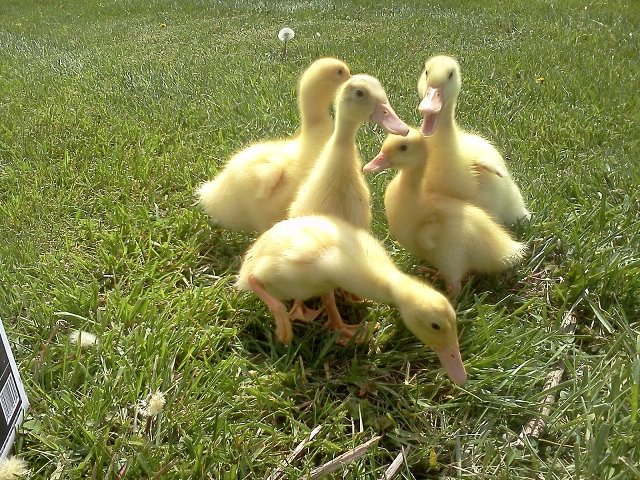 Wandering around the yard.