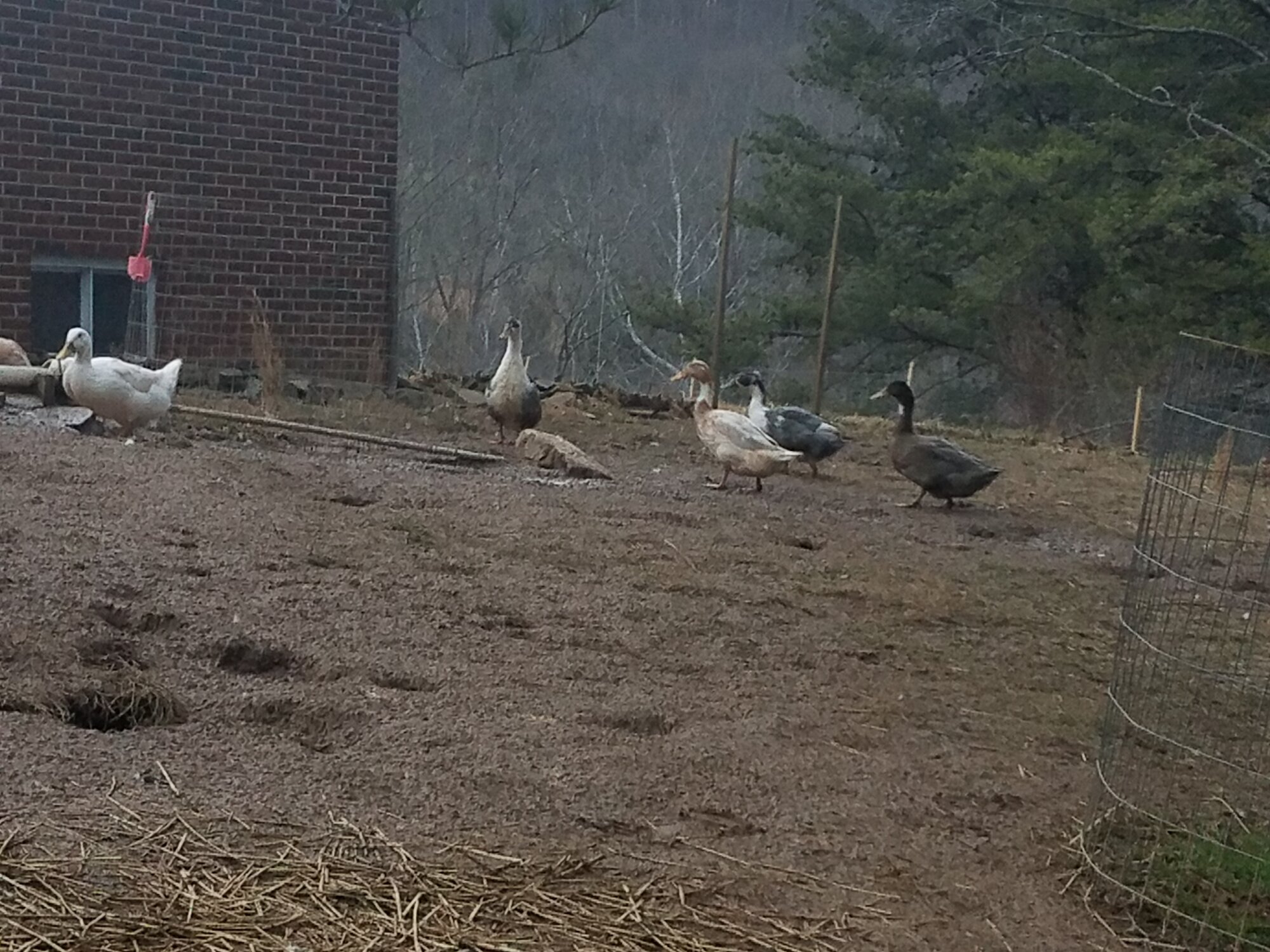 WannaBeHillBilly Ducknager integration complete!