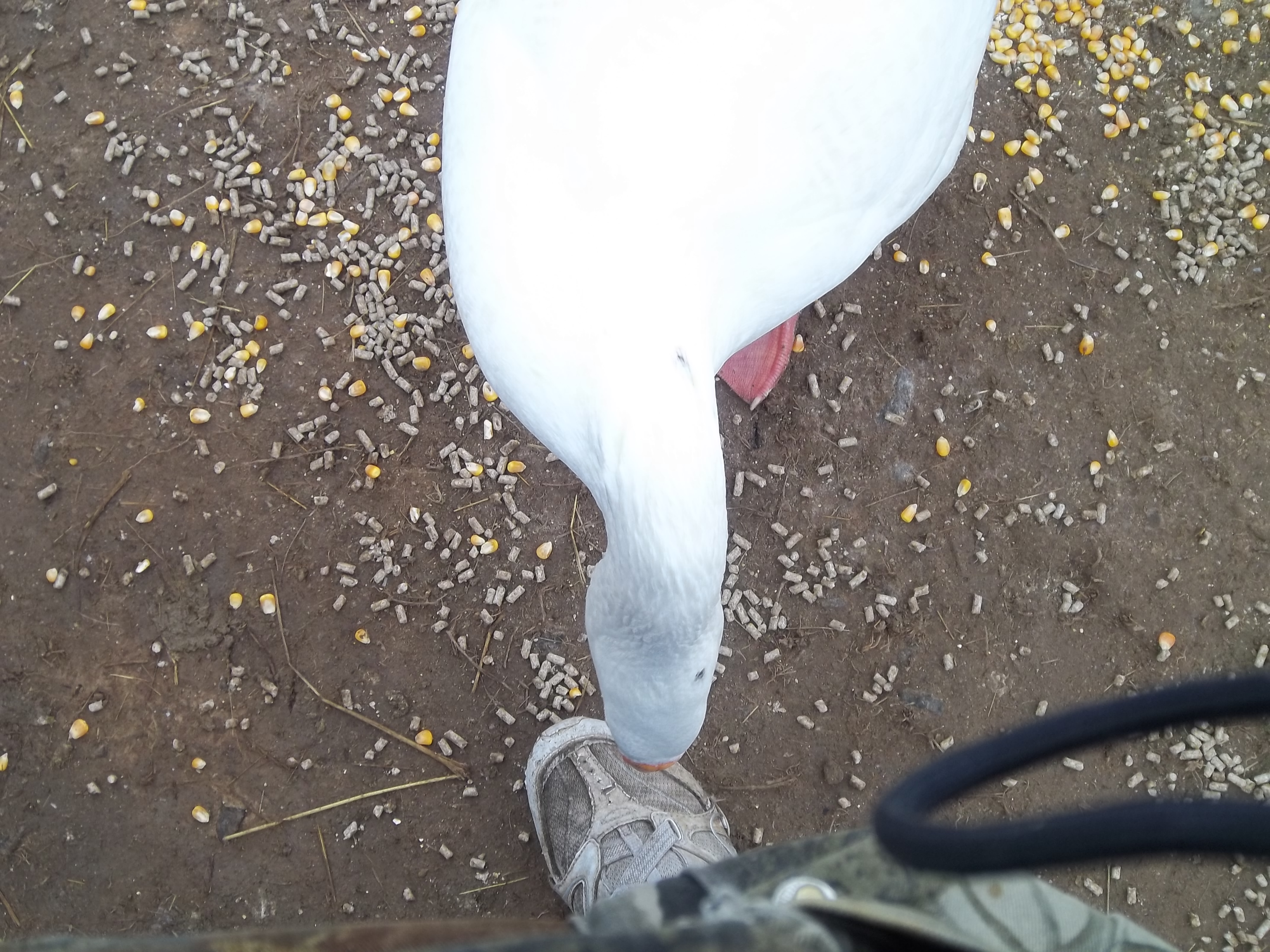 wanted my attention