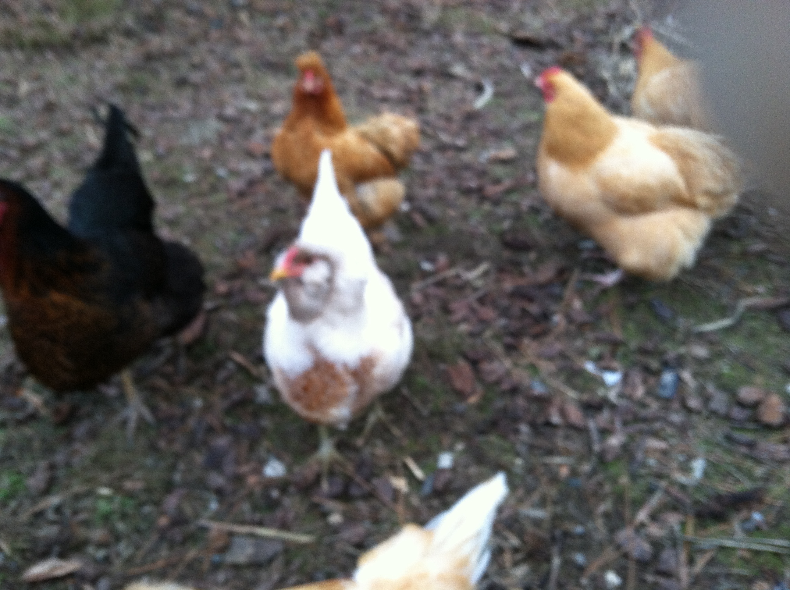 Wanting to show off Snow White.  She was as a chick.  Got some buff in her EEness.  She is my green (olive) layer I think.  All of a sudden I started to get this very large green egg.  The older EE in another photo has had a light 'pink' egg.