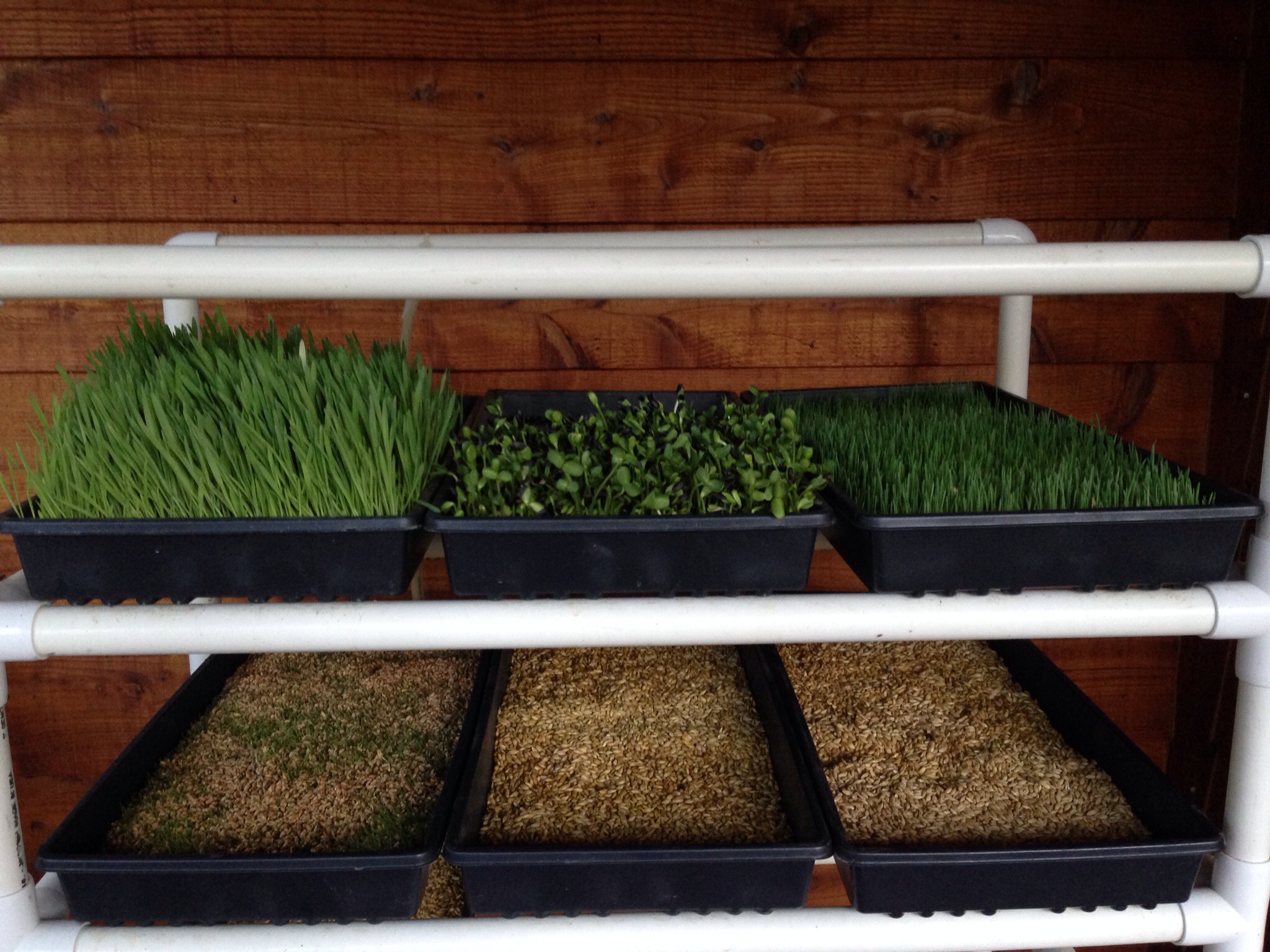 Warmer weather = greener & faster sprouts