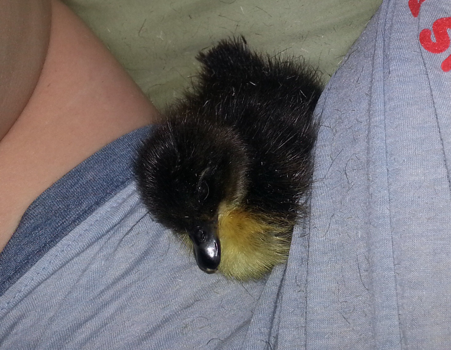 Warming up under my "wing"  while I napped.