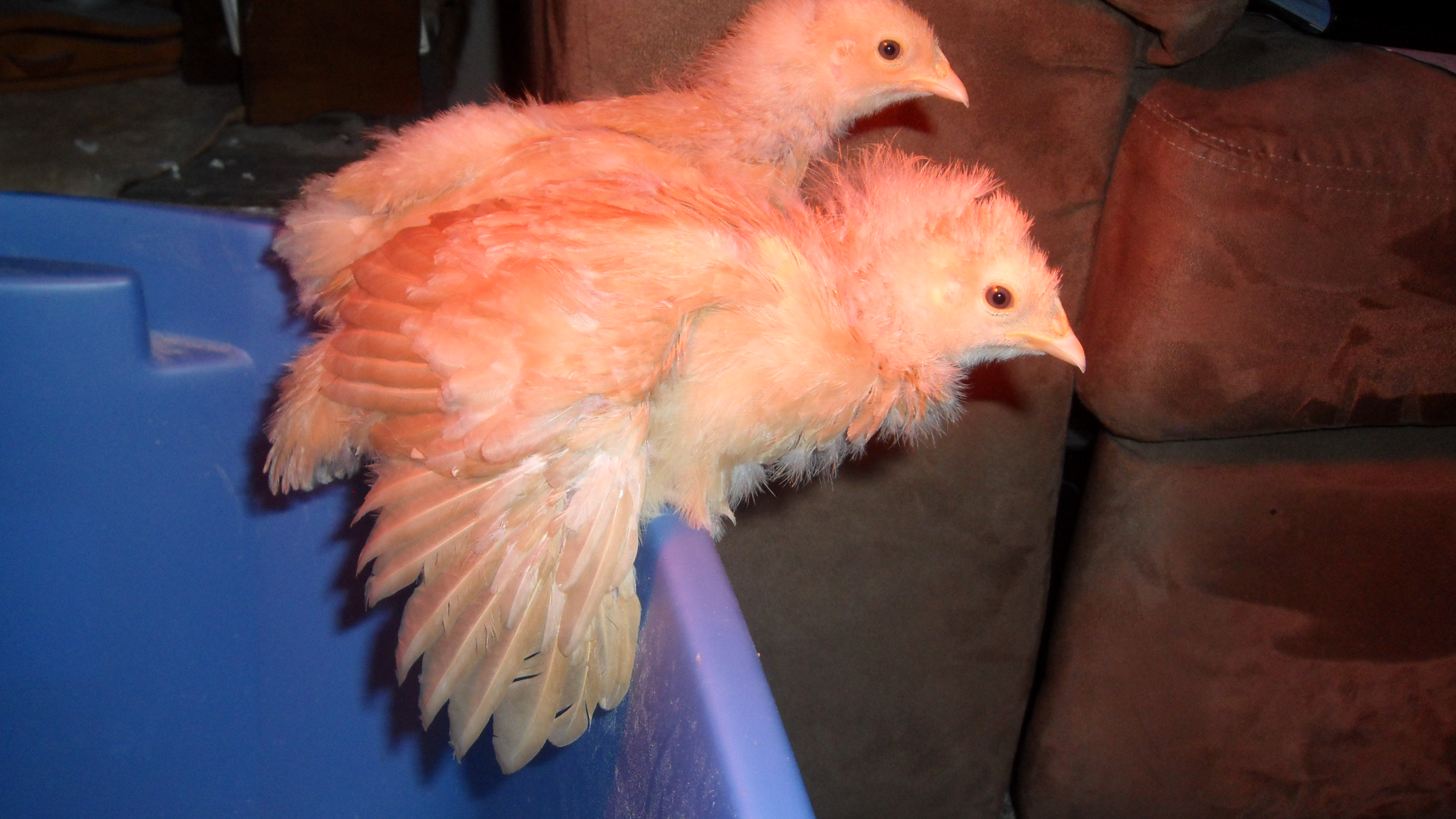 Warming up under the heating lamp.