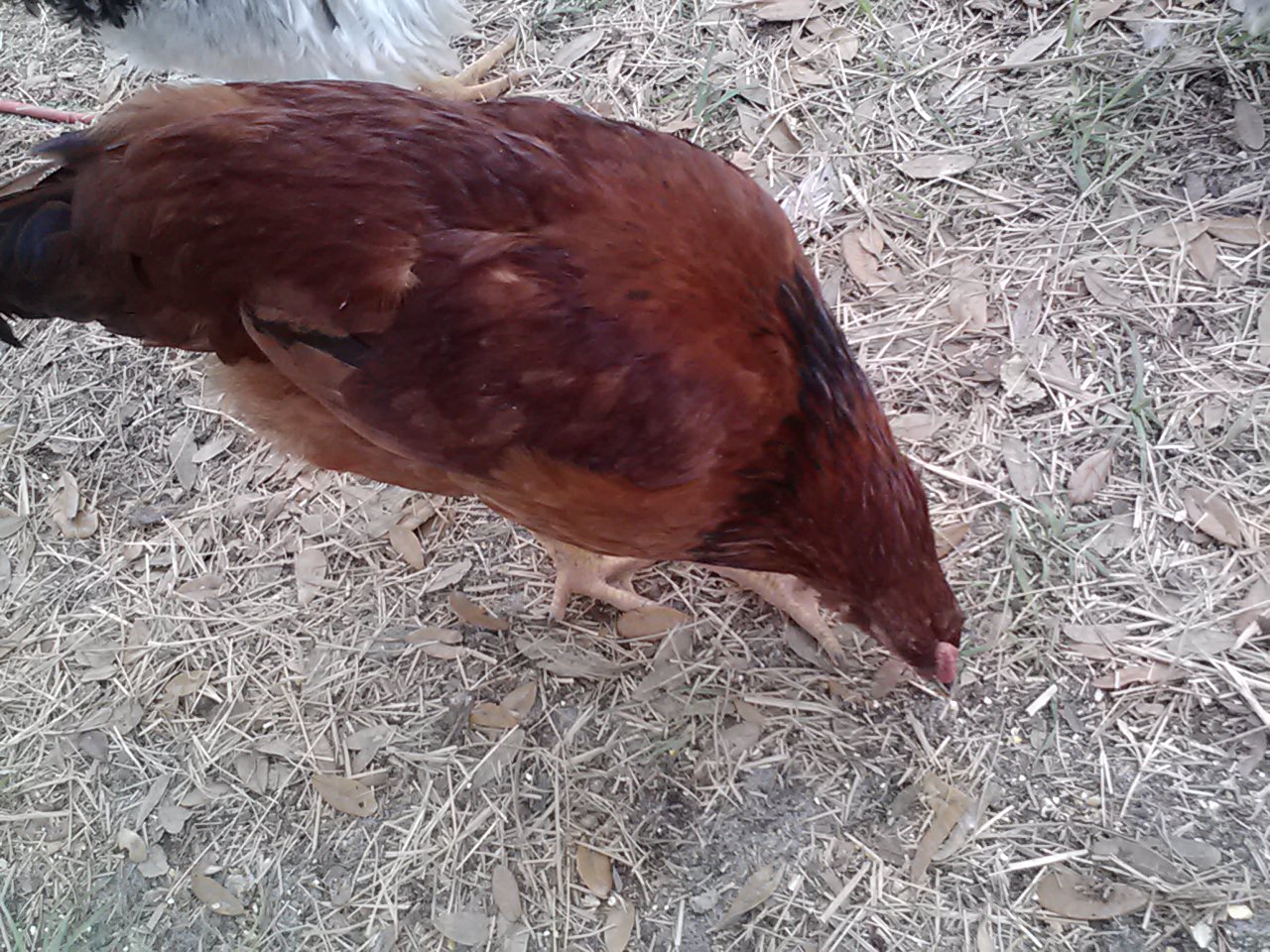 Warsumer rooster + Rhode Island Red Hen