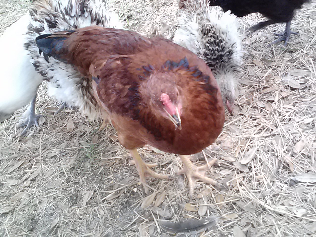 Warsumer rooster + Rhode Island Red Hen BackYard Chickens Learn How