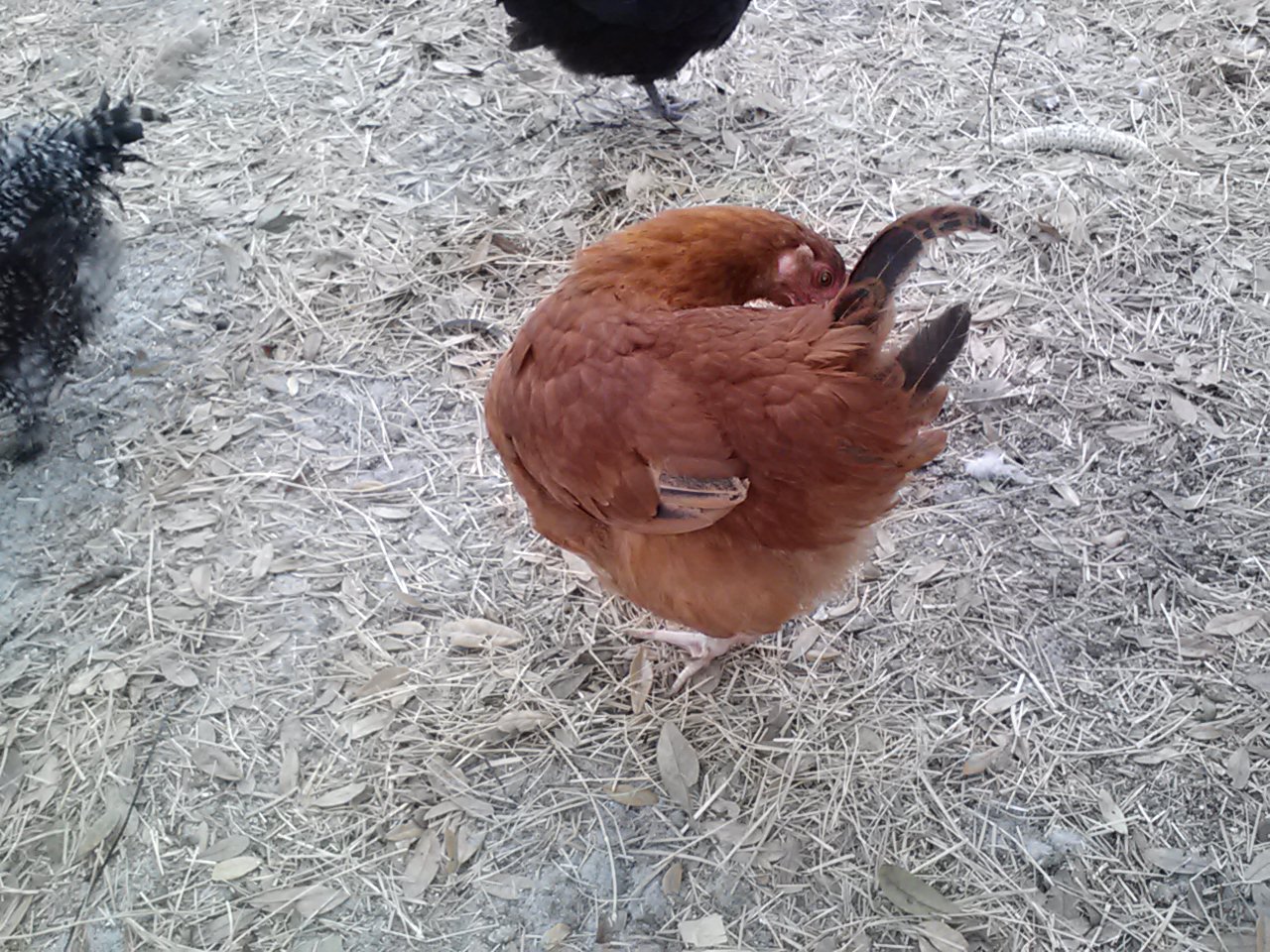 Warsumer rooster + Rhode Island Red hen BackYard Chickens Learn How