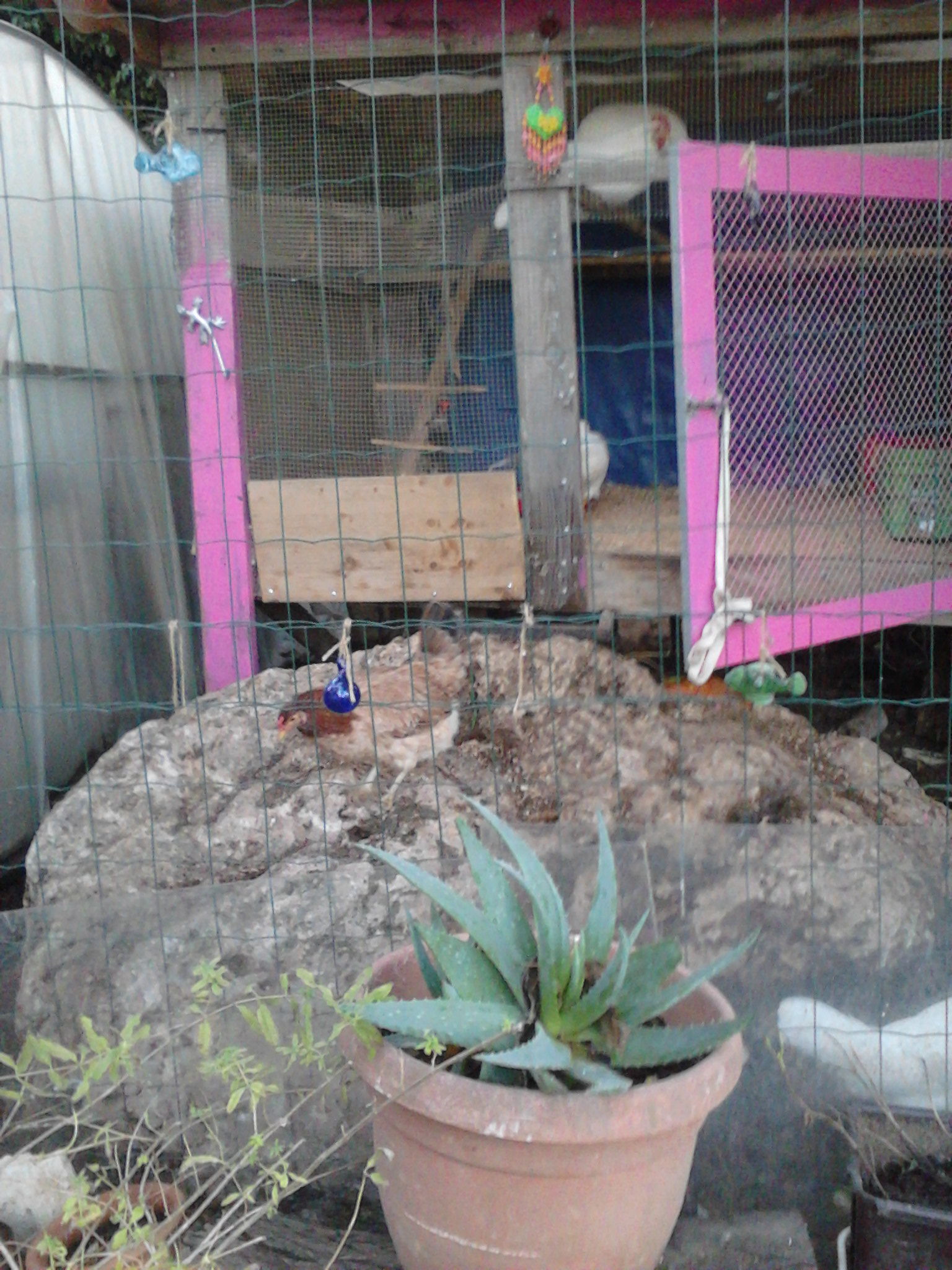 was an old rabbit hutch but sits up nicely, for the hens to go under, they climb down the rock to the ground.