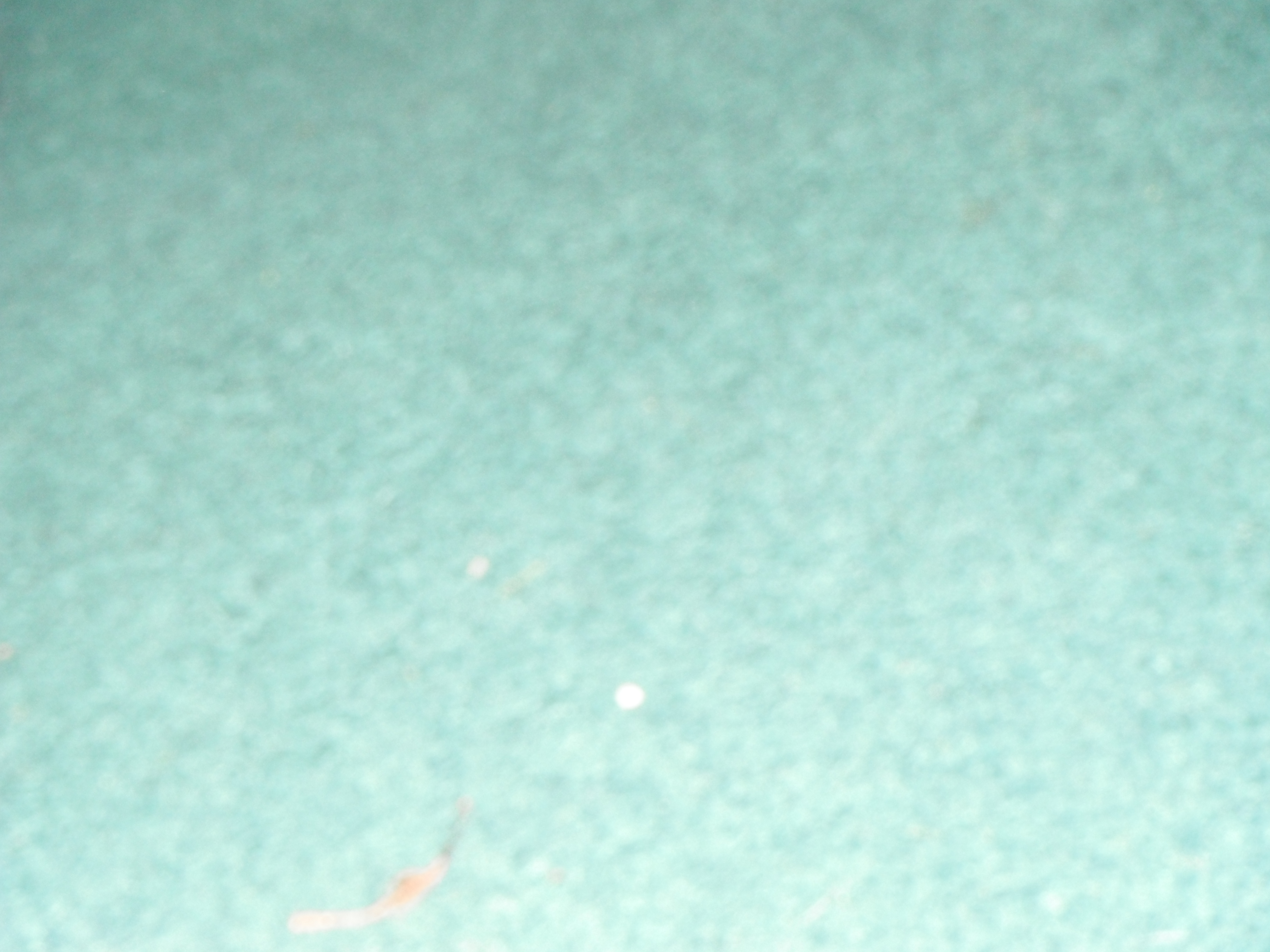 Was going to take pic of kitten, but he spastically ran off!
