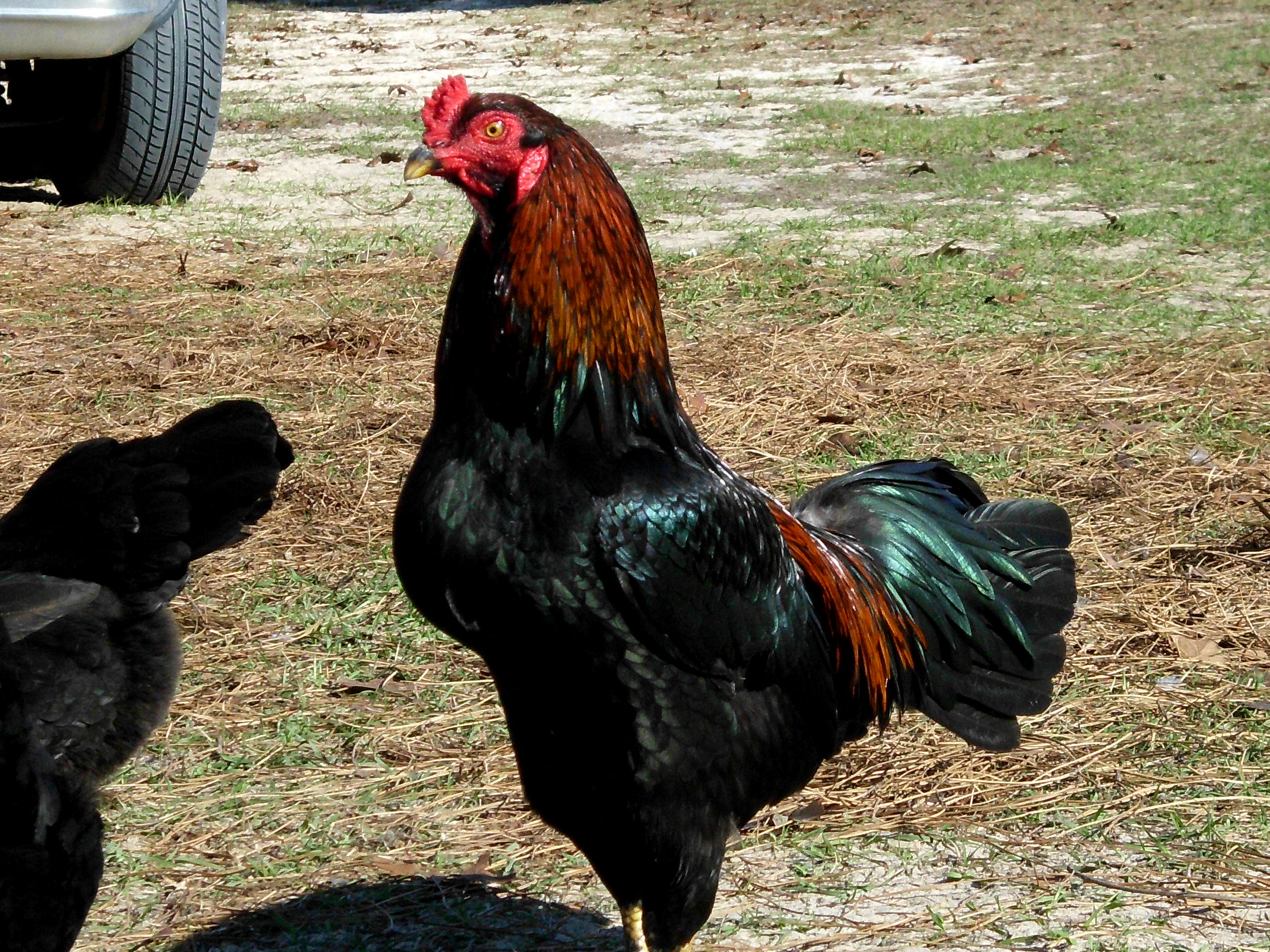 was told he is black jap not bantam japanese different breed